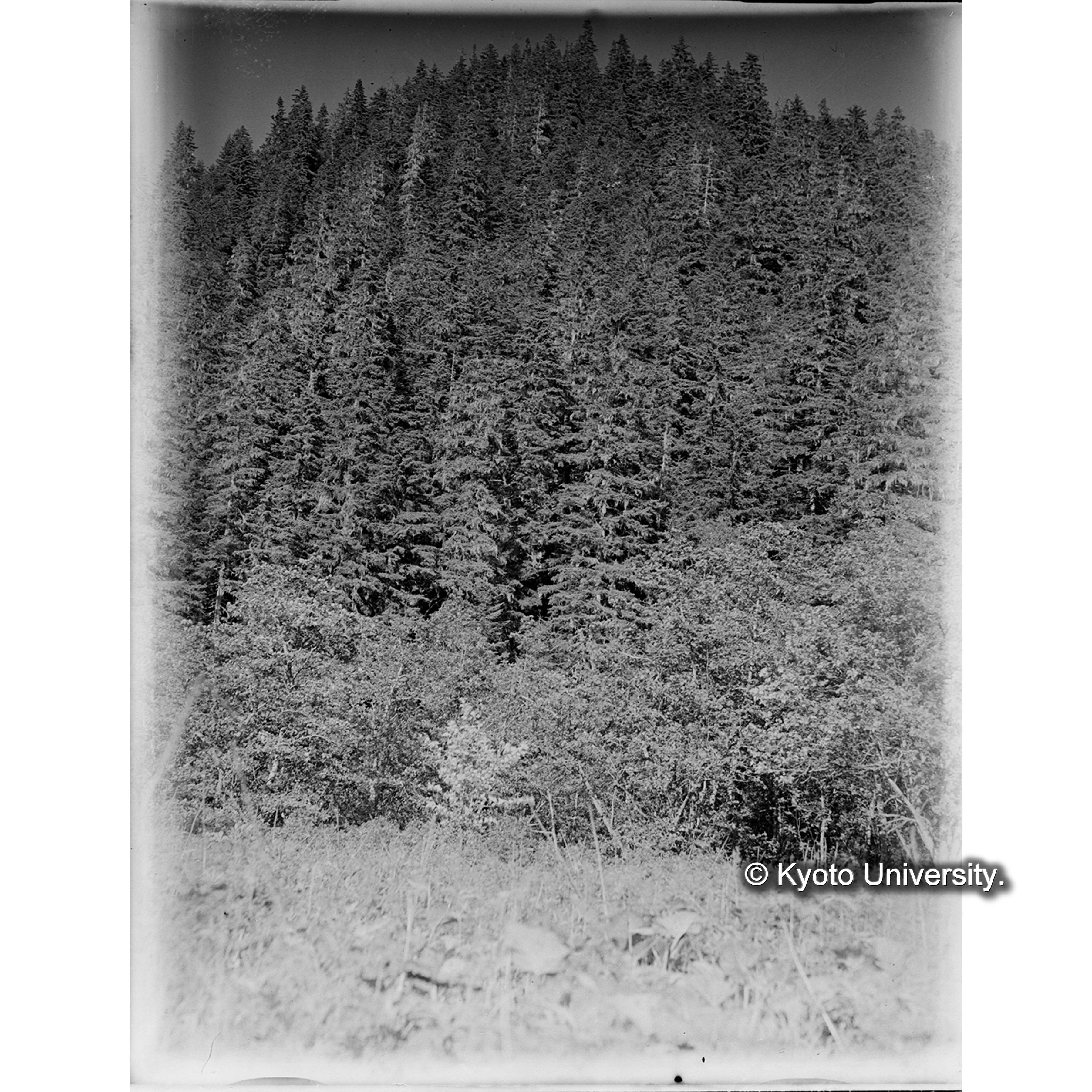 えぞまつ、とどまつ混交天然林 (1)