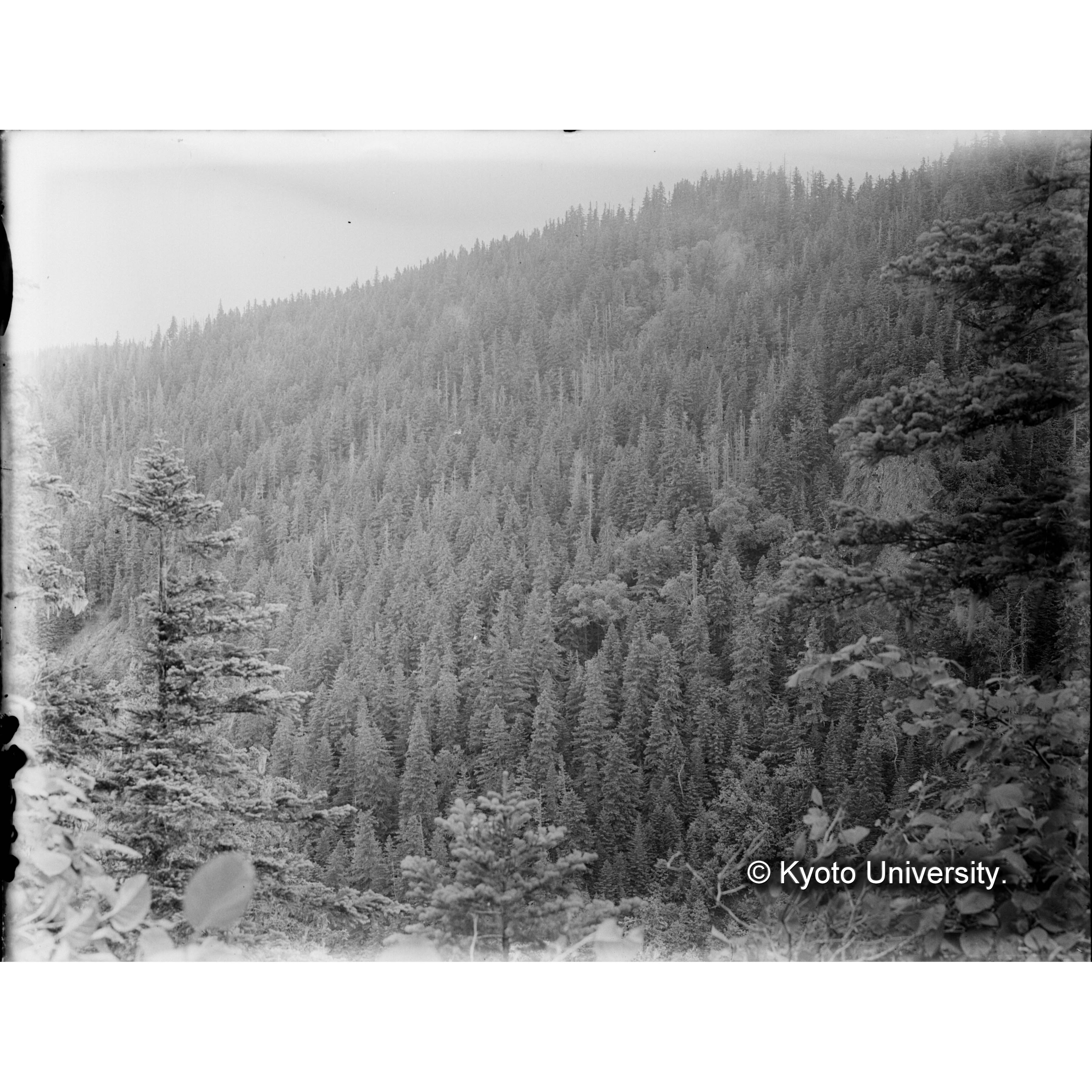 とら川北股、苦心沢間峰通りより天然林相を望む (1)