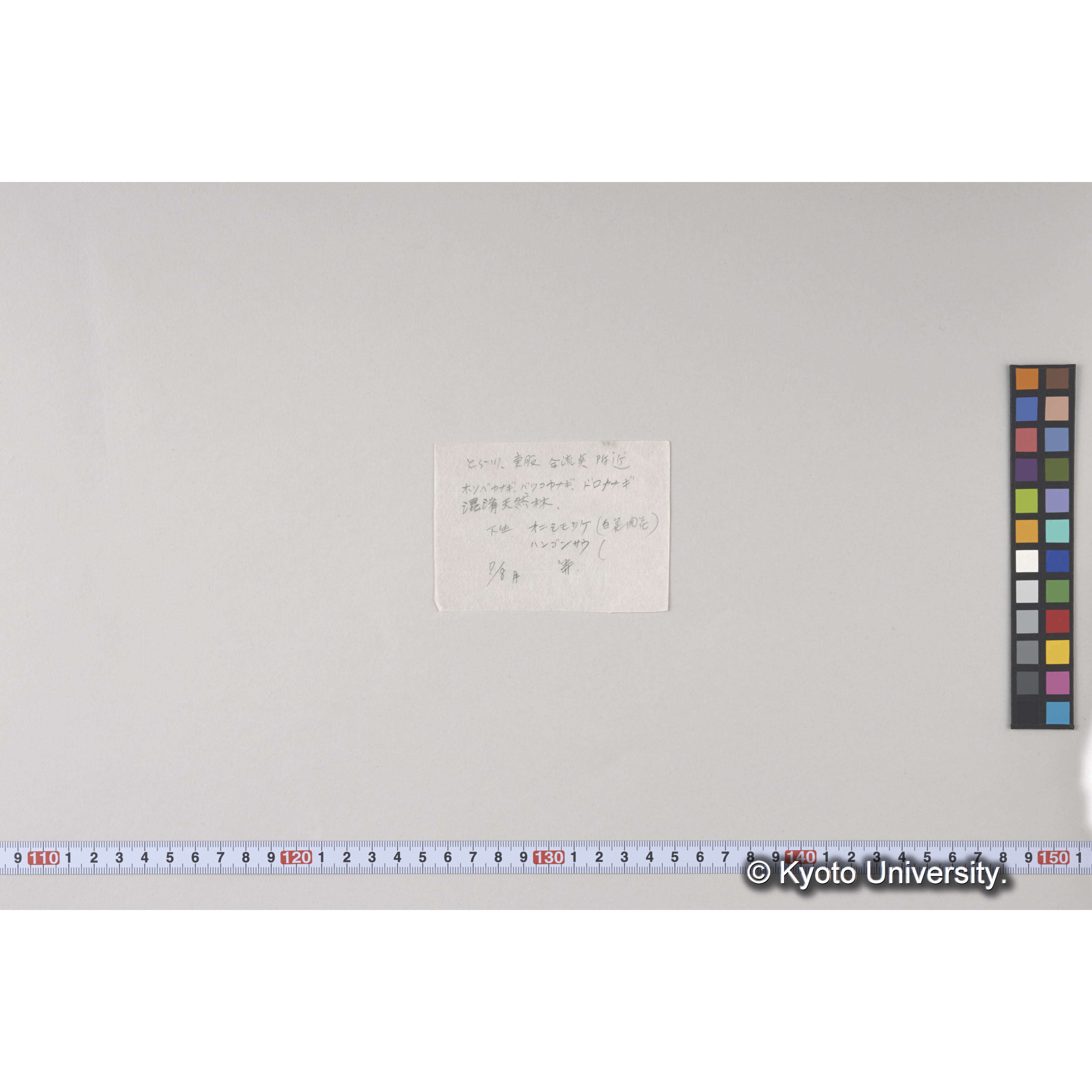 とら川北股、苦心沢間峰通りより天然林相を望む (2)