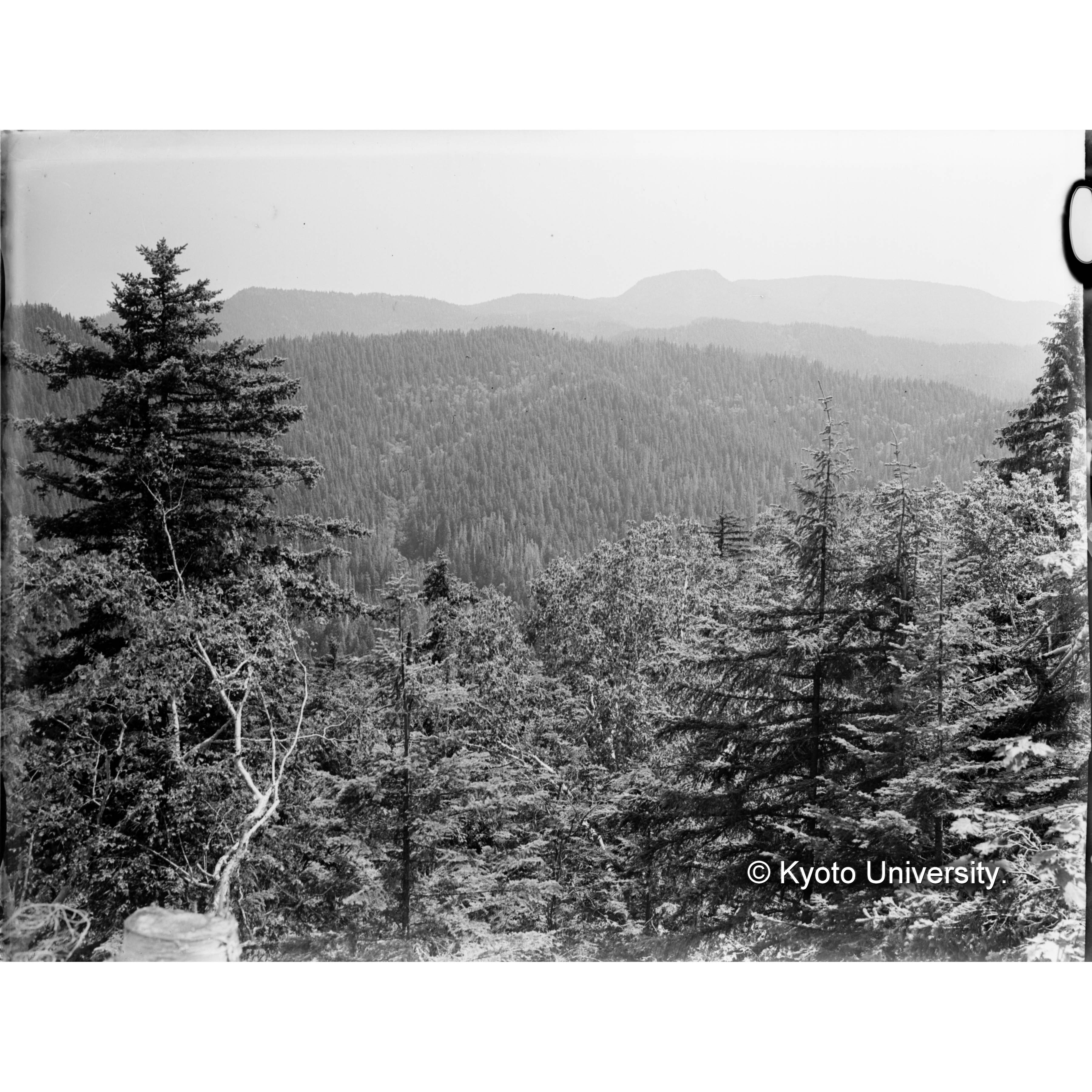 きばらり川東股。三角点より 德ノ沢背面－西北面林相－及別小走山を望む (1)