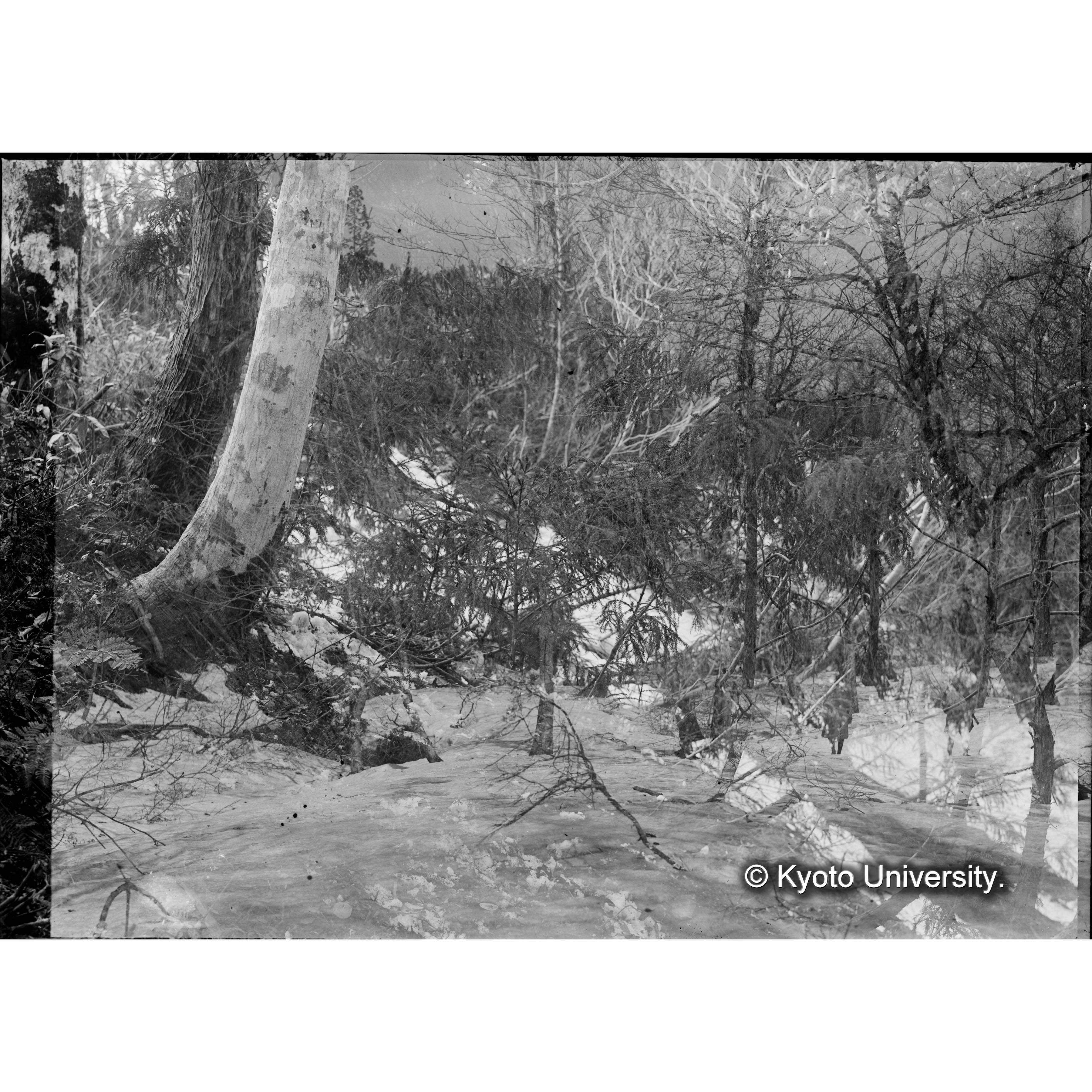 伏條により杉の自然に生育する状況（芦生演習林） (1)