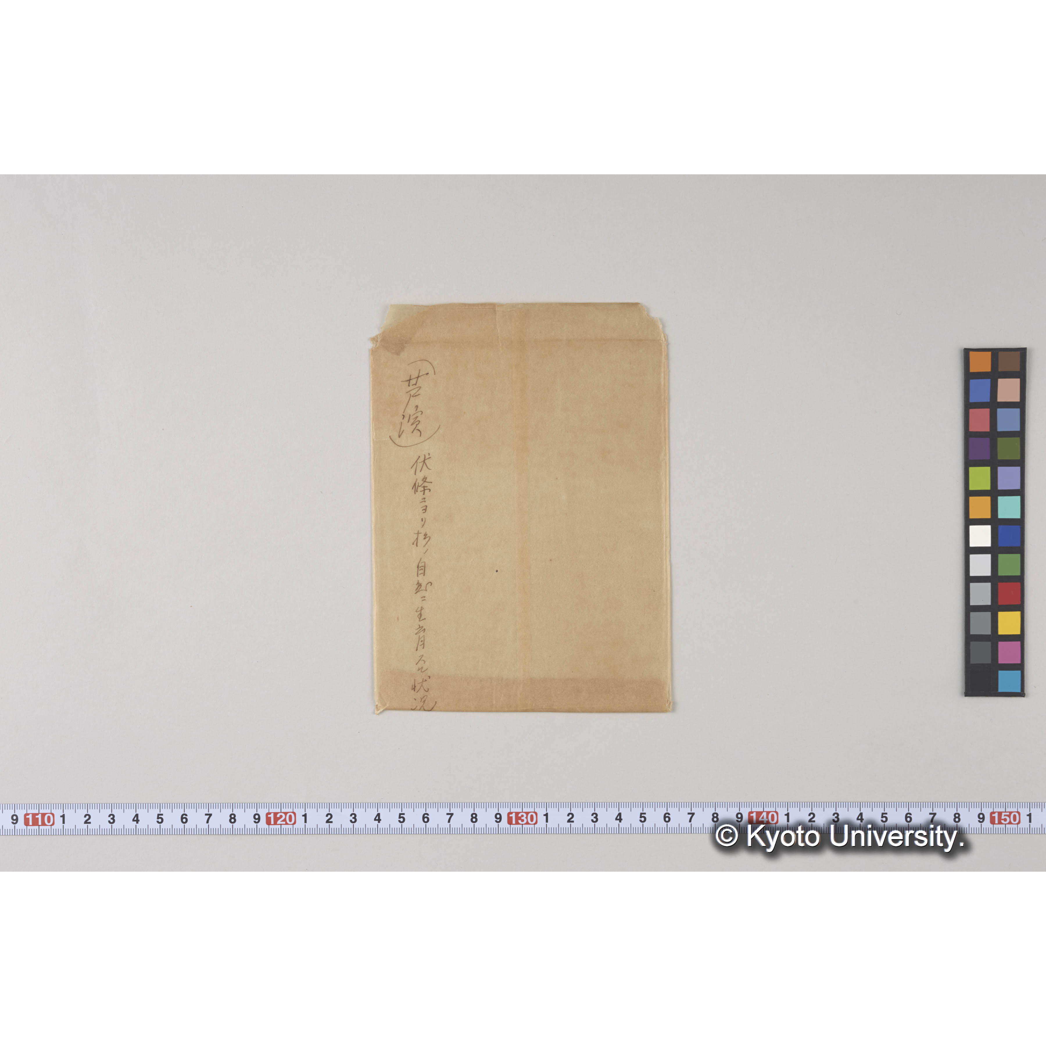 伏條により杉の自然に生育する状況（芦生演習林） (3)