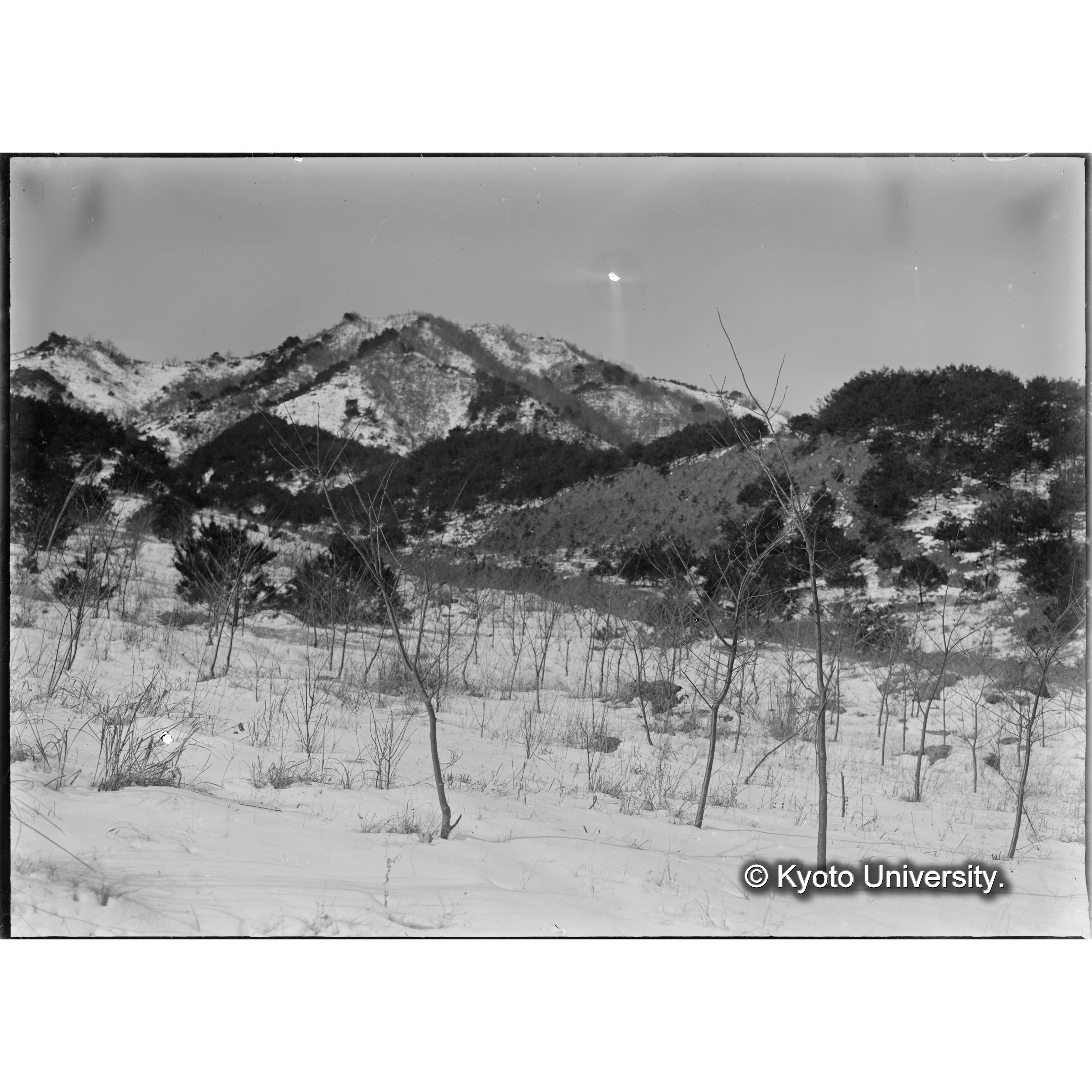 朝鮮演習林 栗造林地 (1)