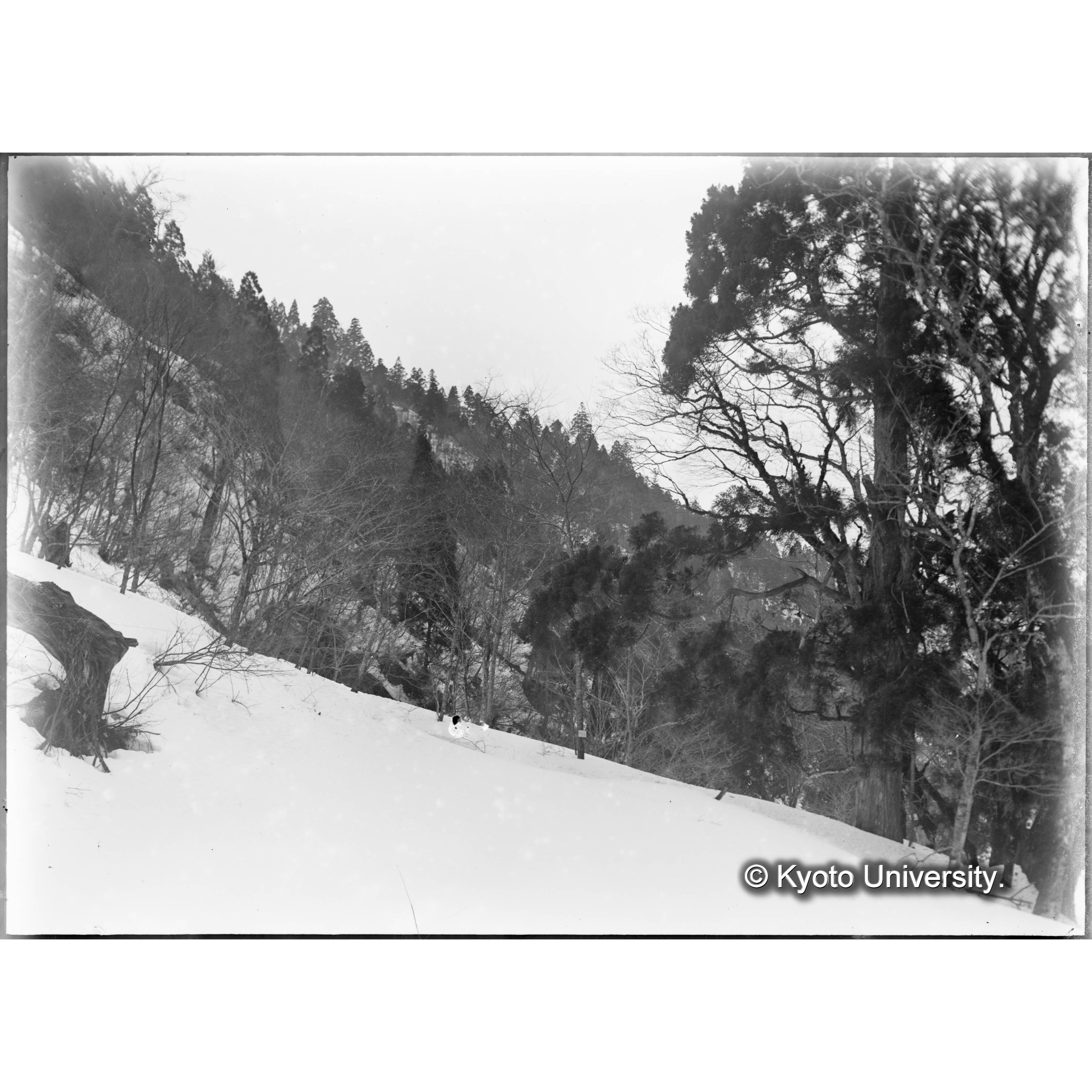 〔芦生演習林 林相の一部：雪山の斜面〕 (1)