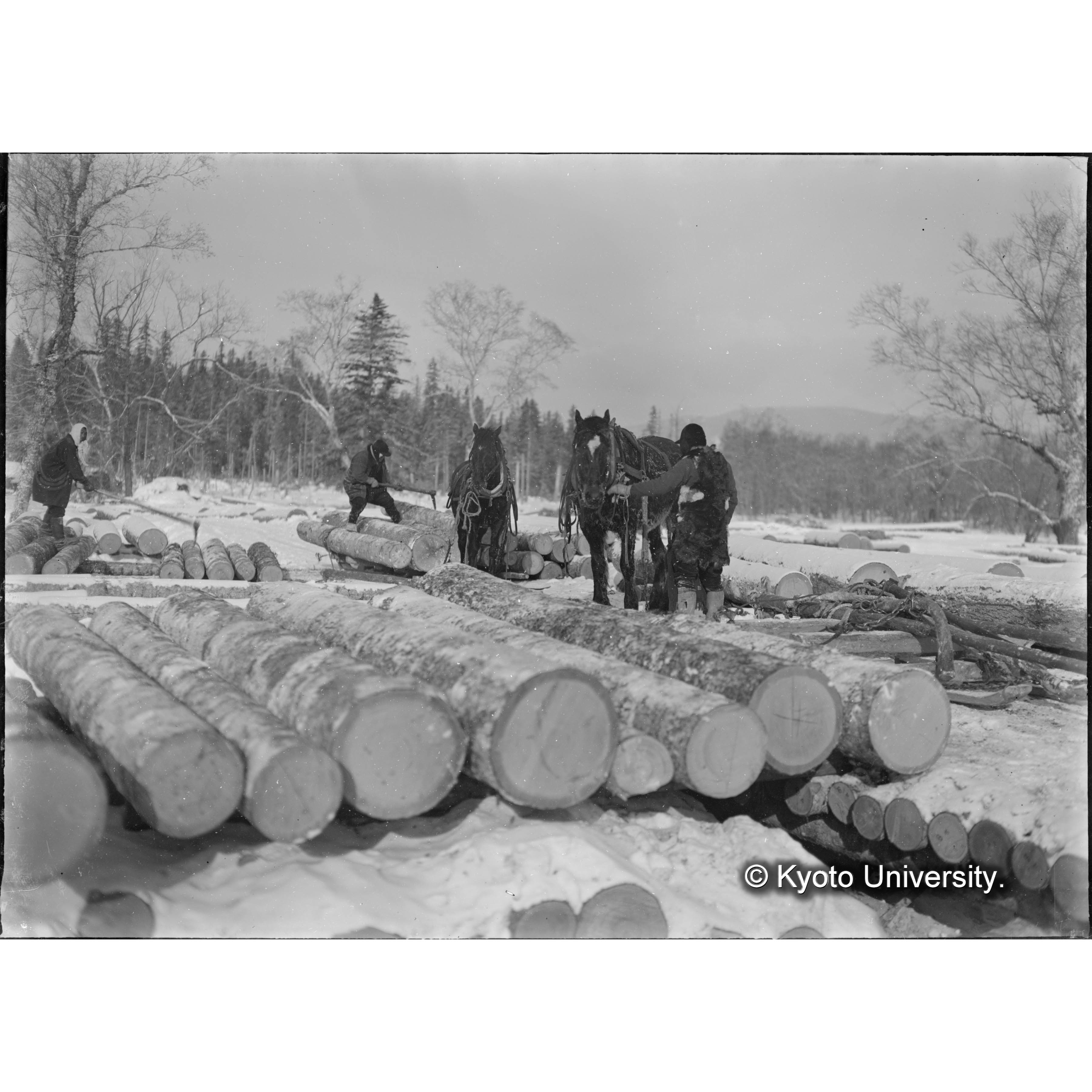 馬による雪中運材 (1)