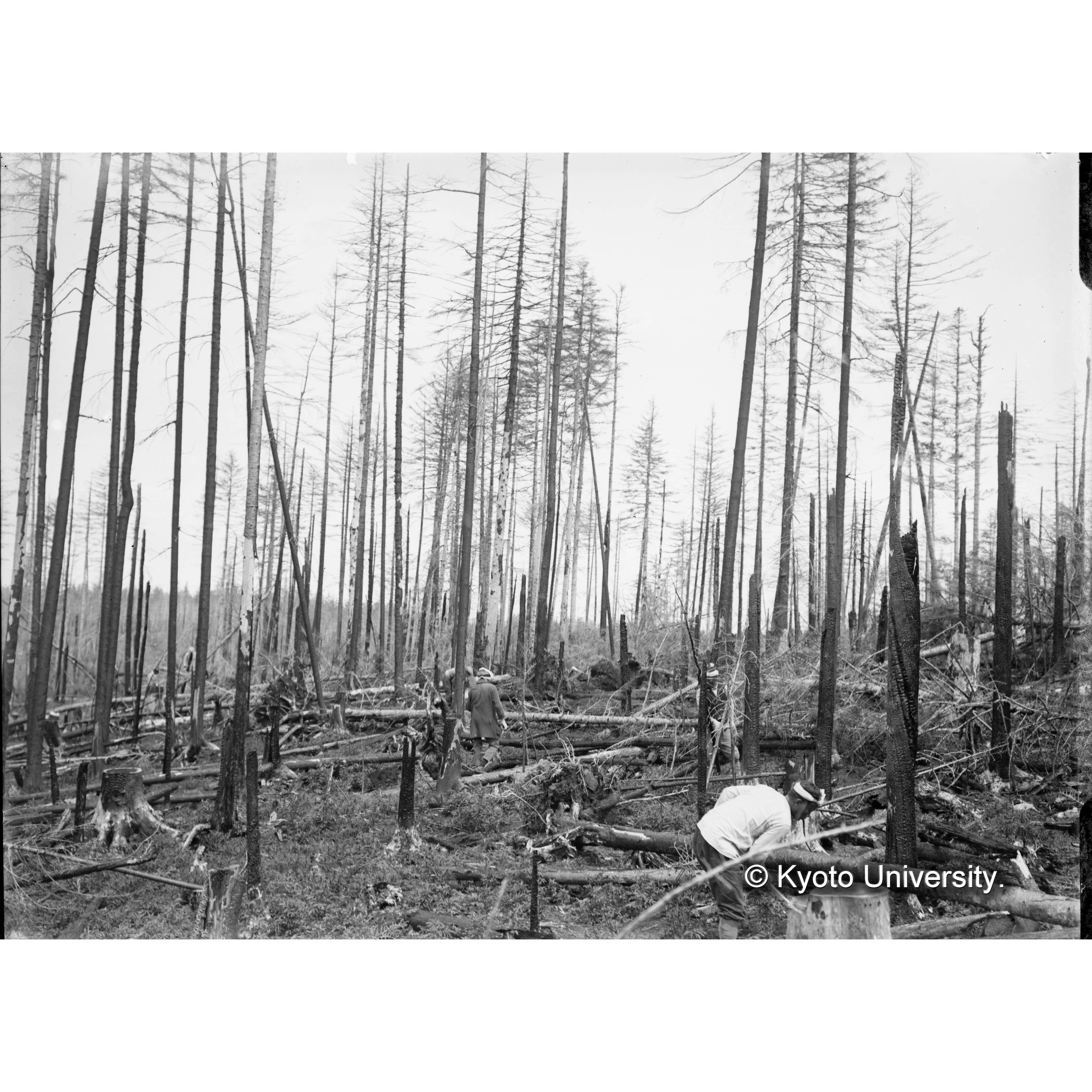 森林の焼跡 (1)