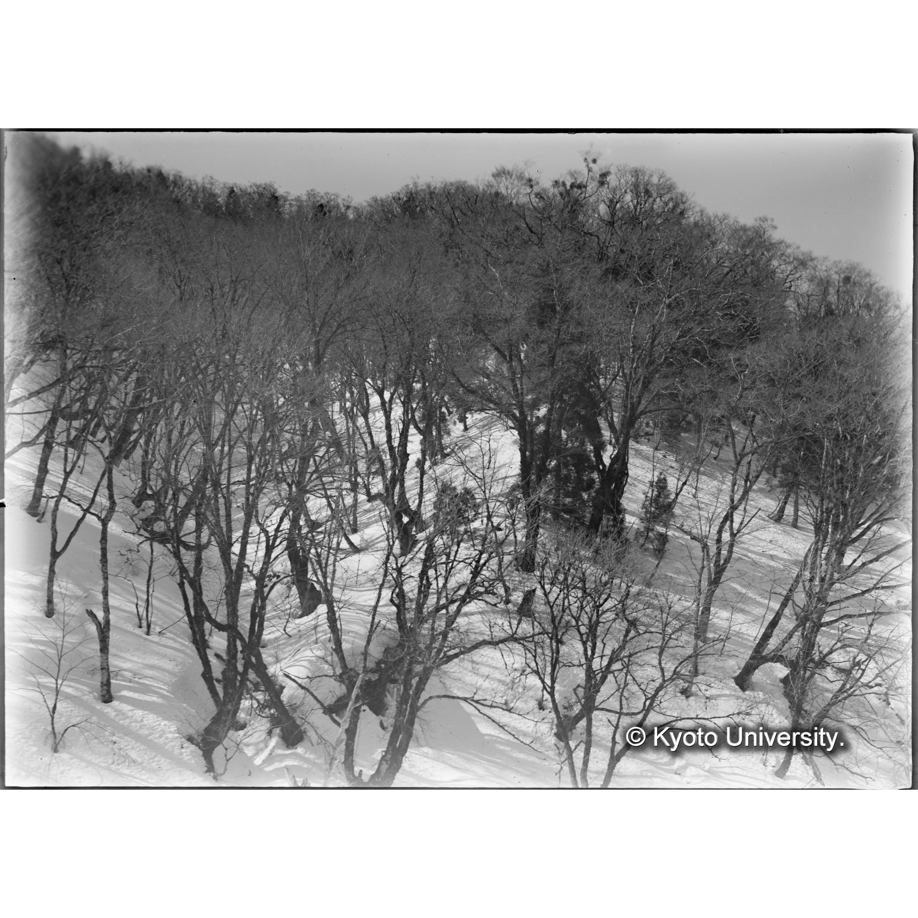 雑木林下に塊団状に生育せる天然生杉（芦生演習林） (1)