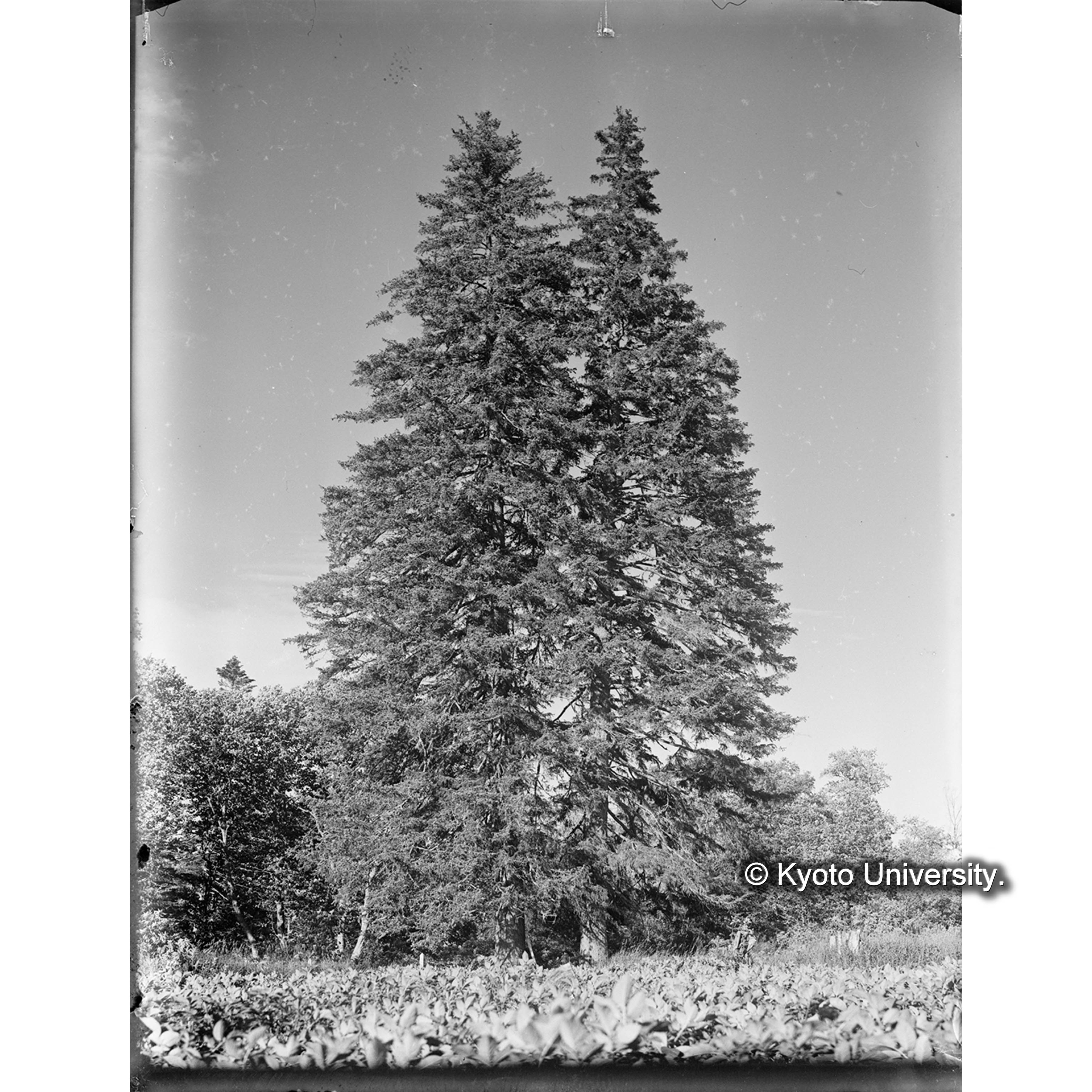 楠山エゾ保存林 (1)