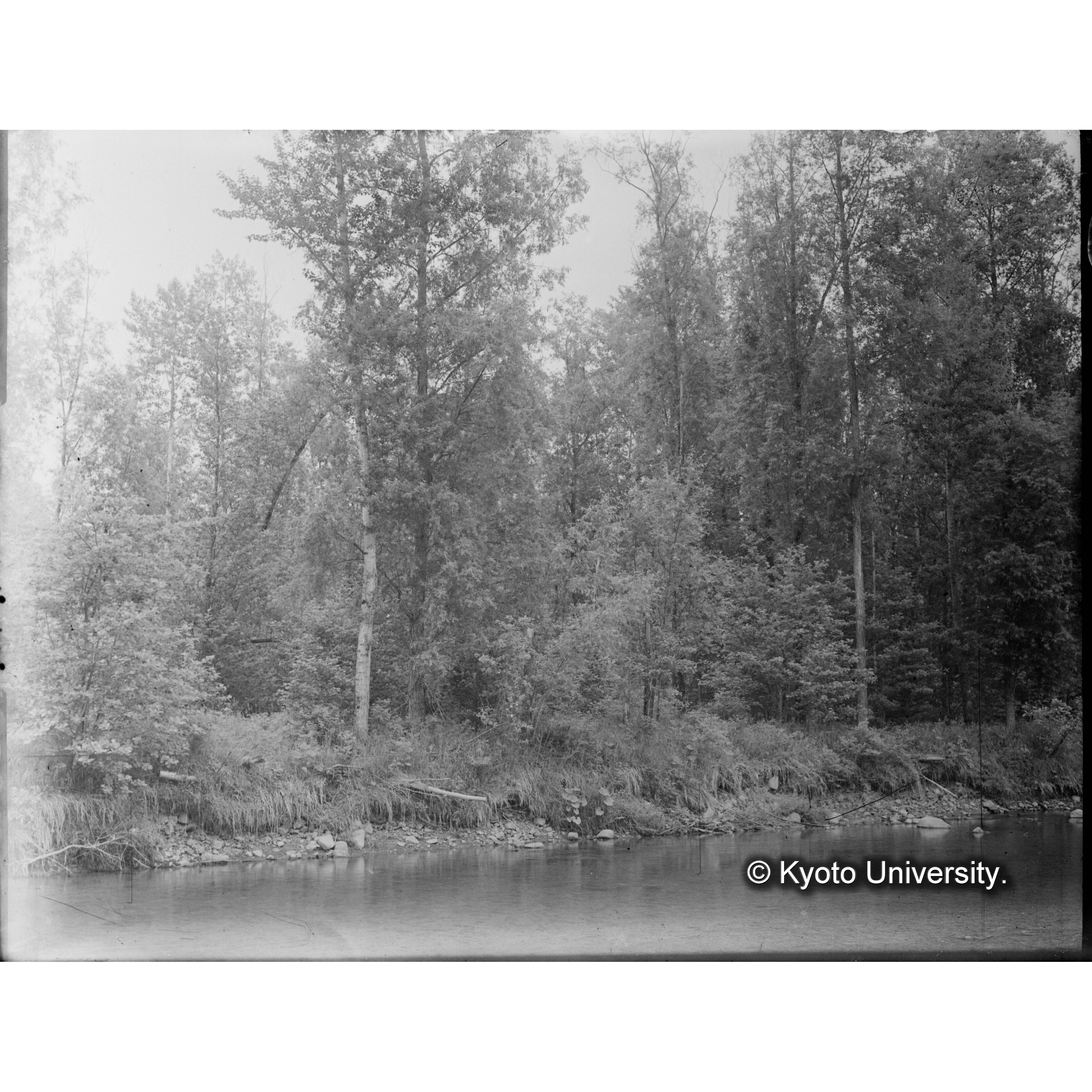 楠山保存林第一号ヤナギ (1)