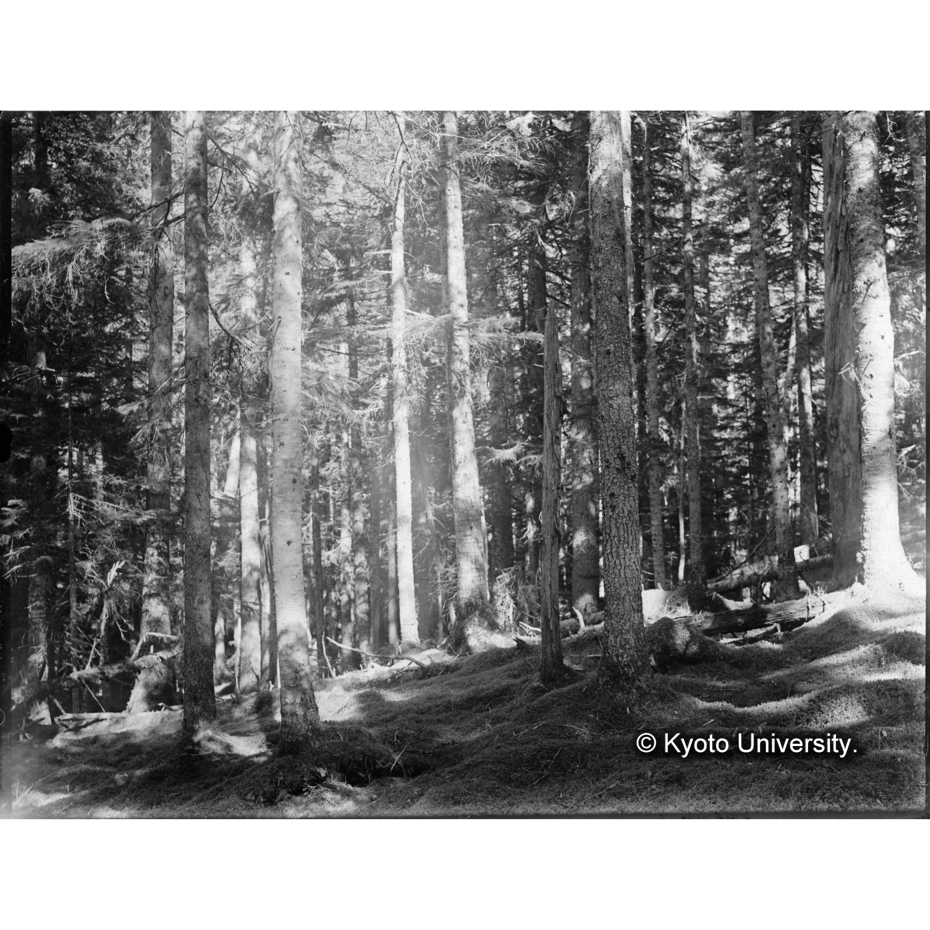 トラ川、キバラリ川合流付近、エゾ、トド林高位湿原 (1)