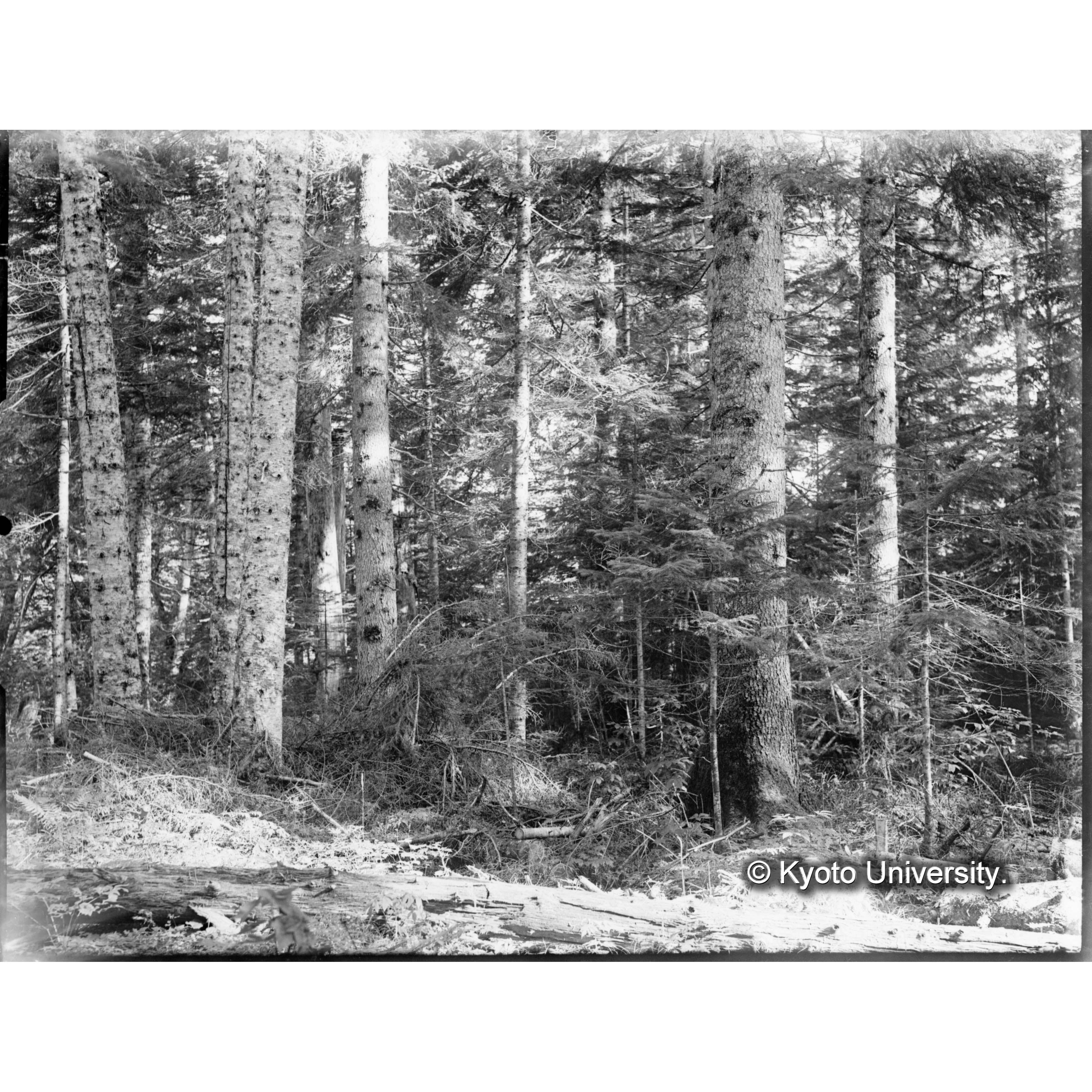 上楠エゾマツ、トドマツ混交林 (1)