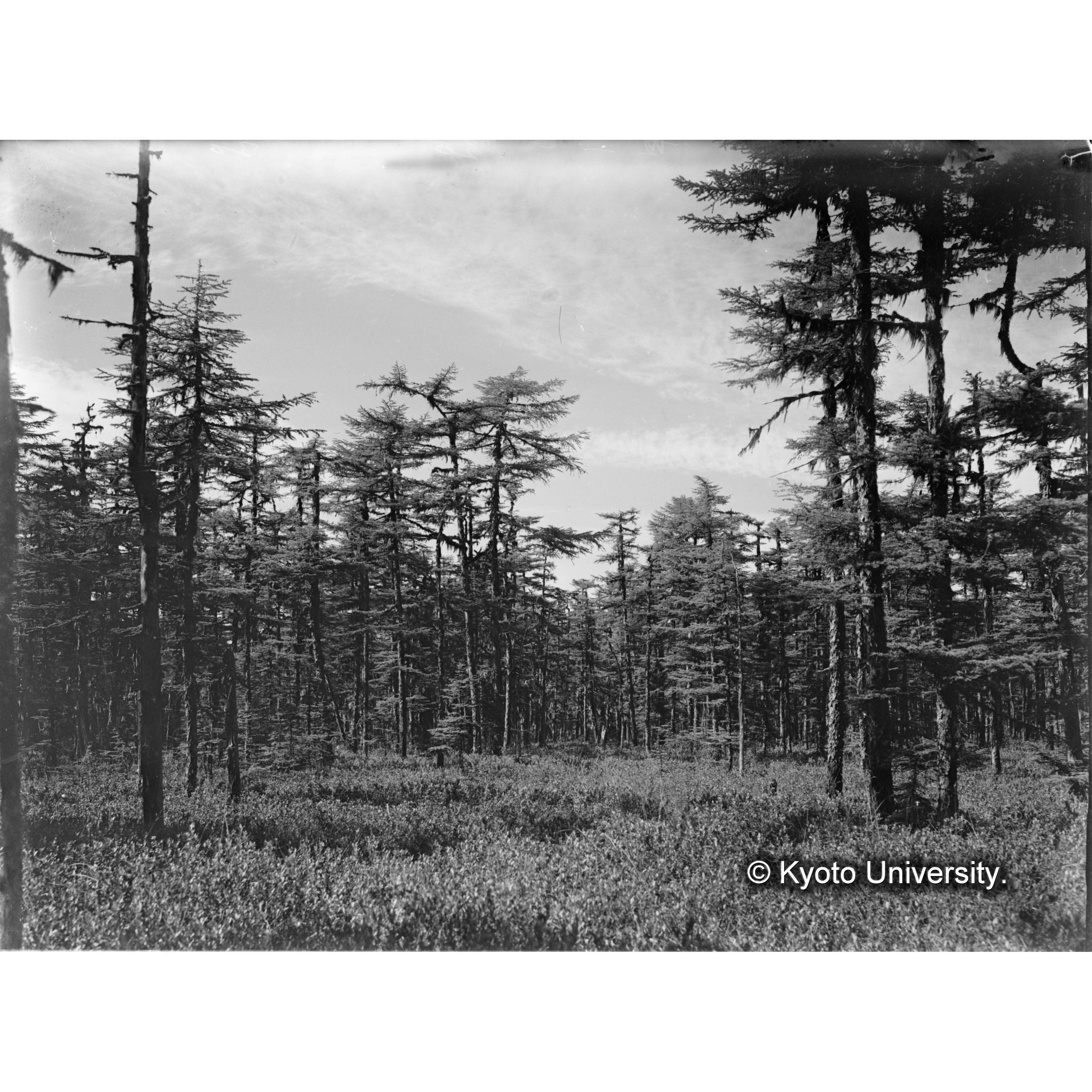 熊ノ澤グイマツ林 (1)