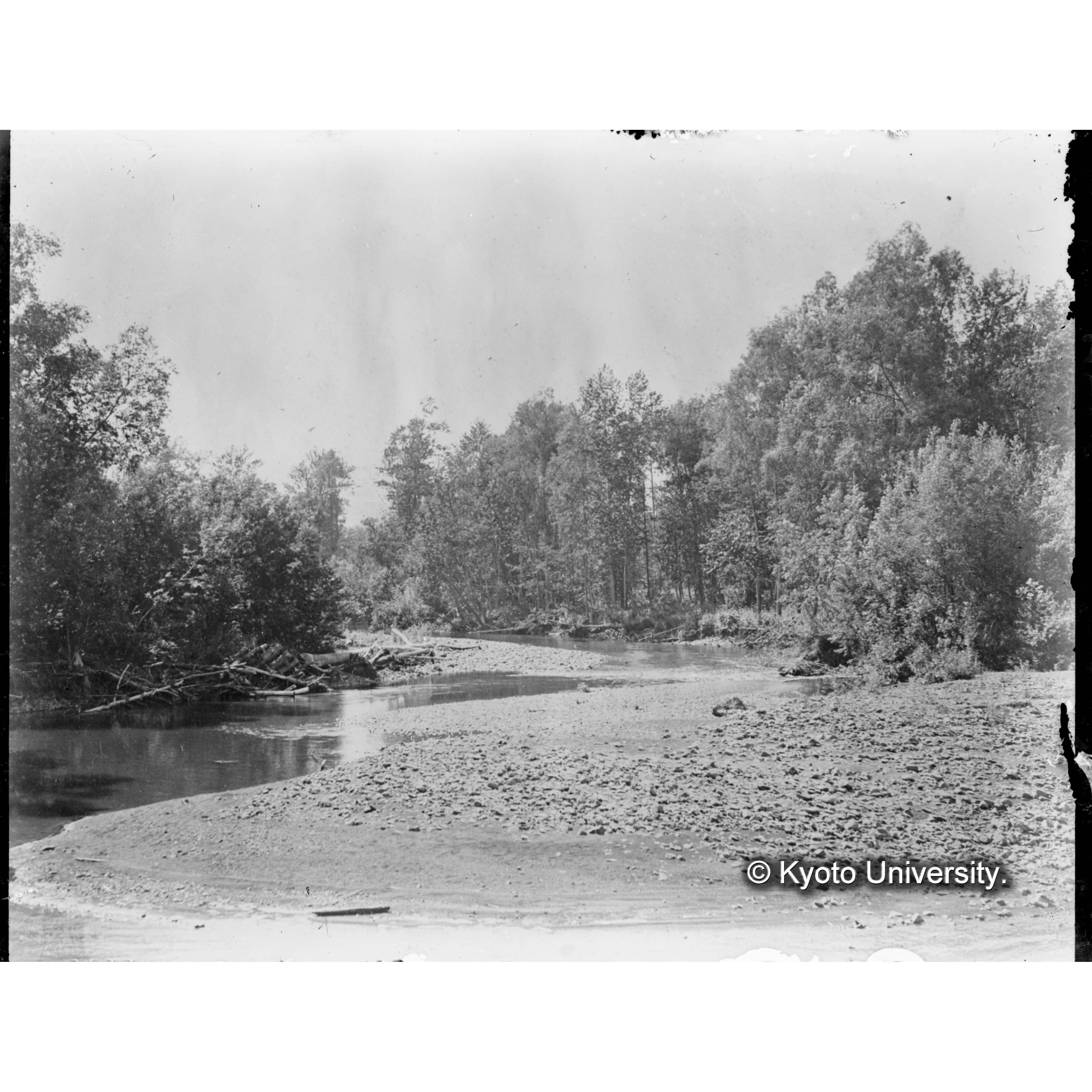 古丹岸川本流沿岸のヤナギ林（楠山作業所附近） (1)