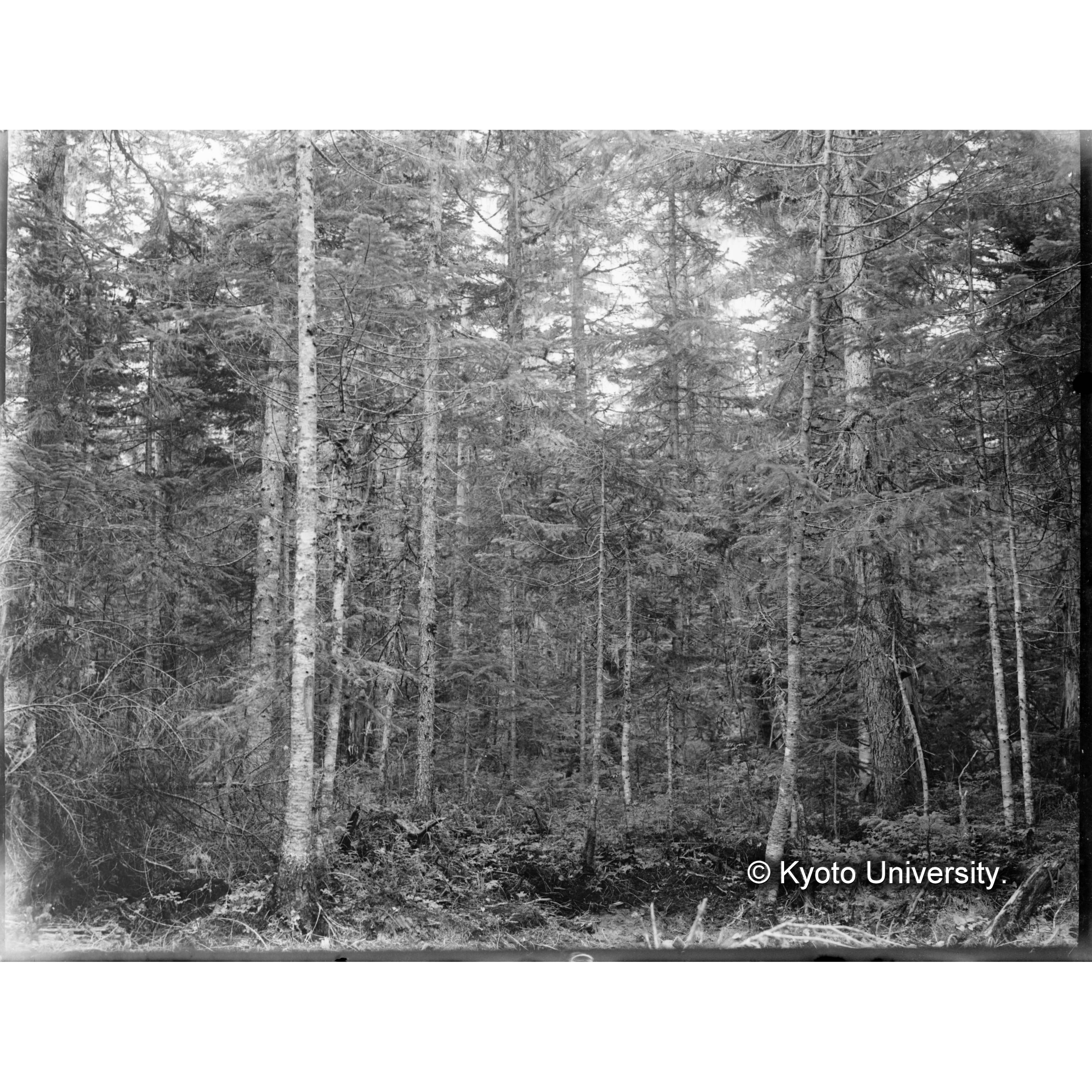 楠山のエゾマツ、 トドマツ天然林 (1)