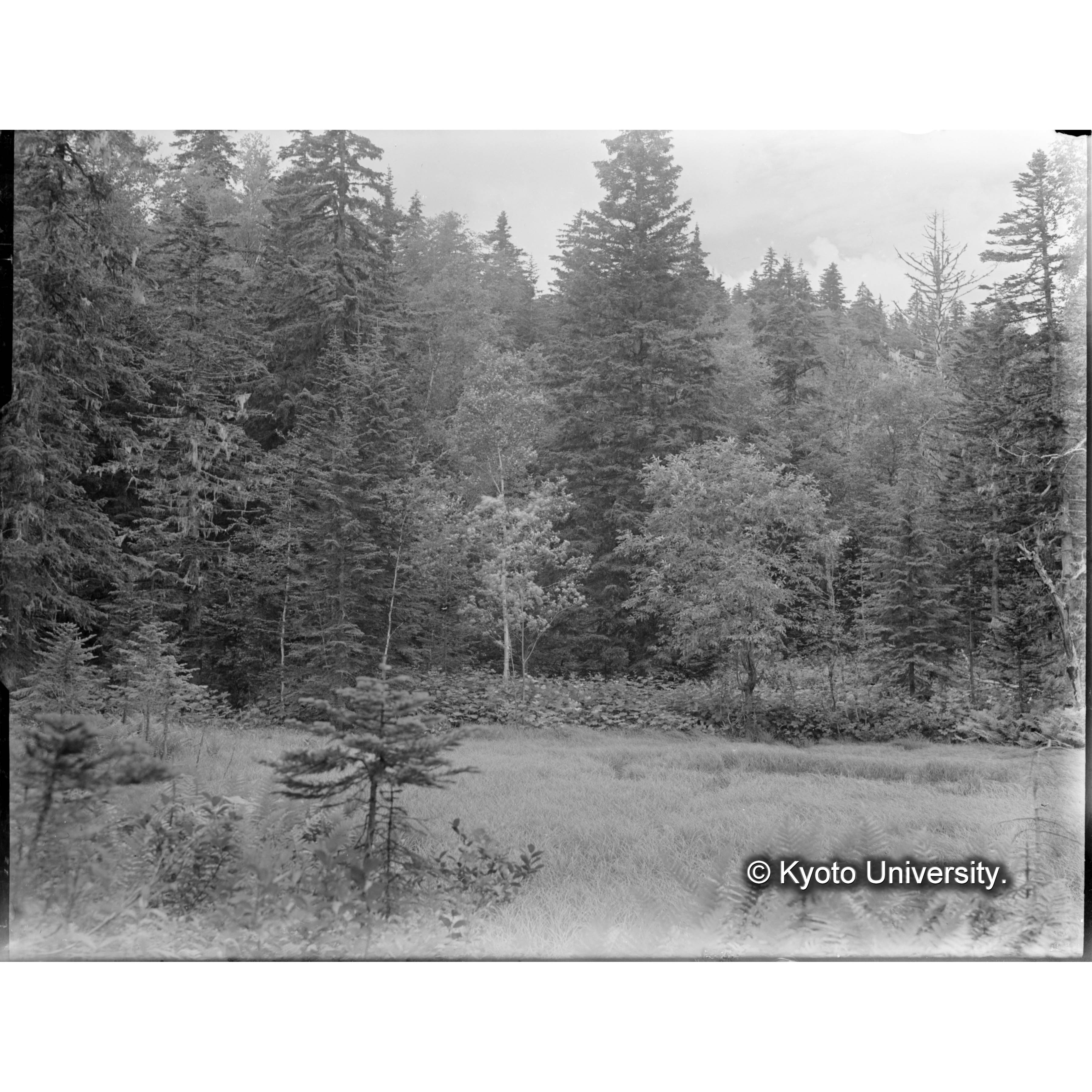 別小走□山道沼 ソウシカンバ、エゾ (1)