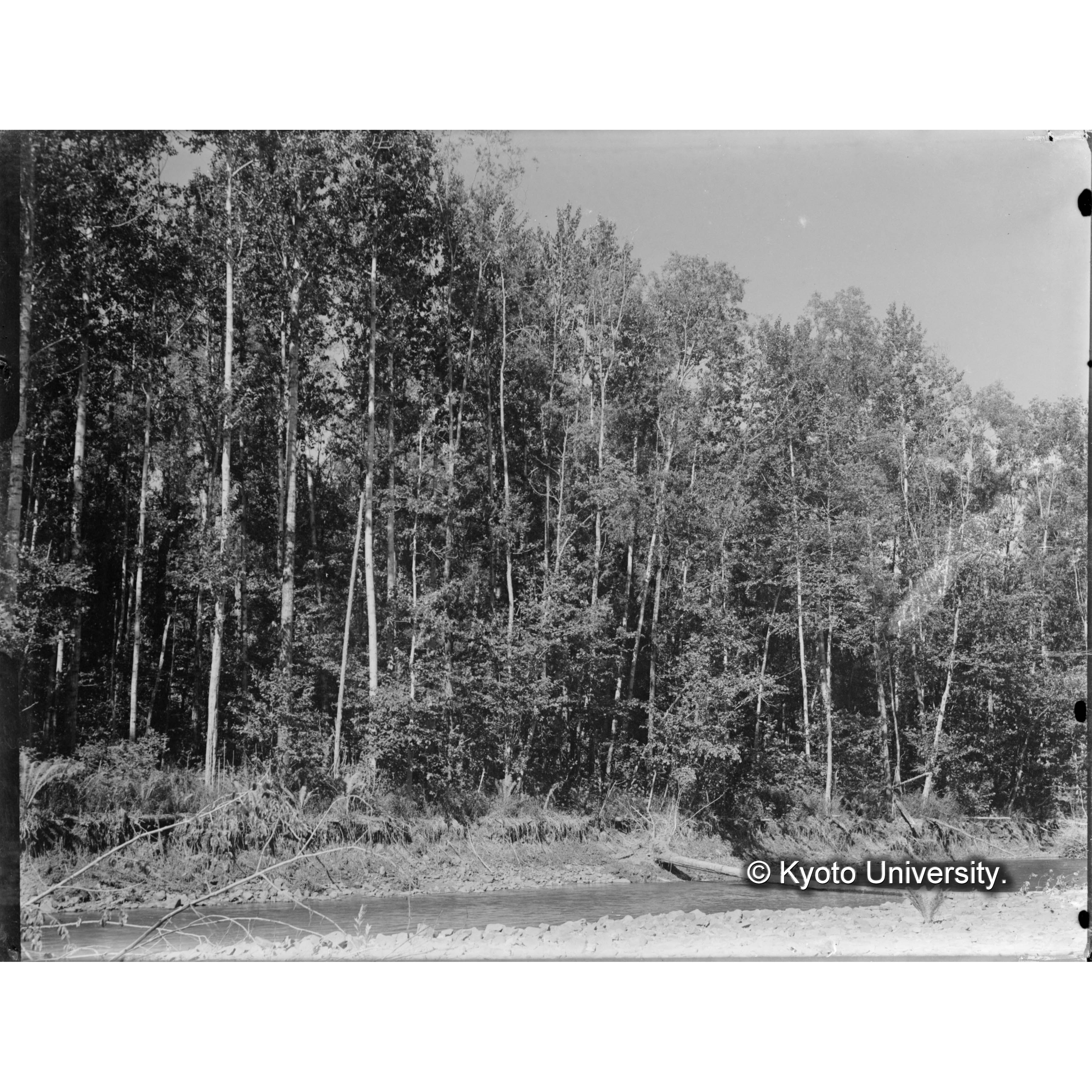 トラ川、キバラリ川合流付近　河畔、ドロヤナギ純林 (1)