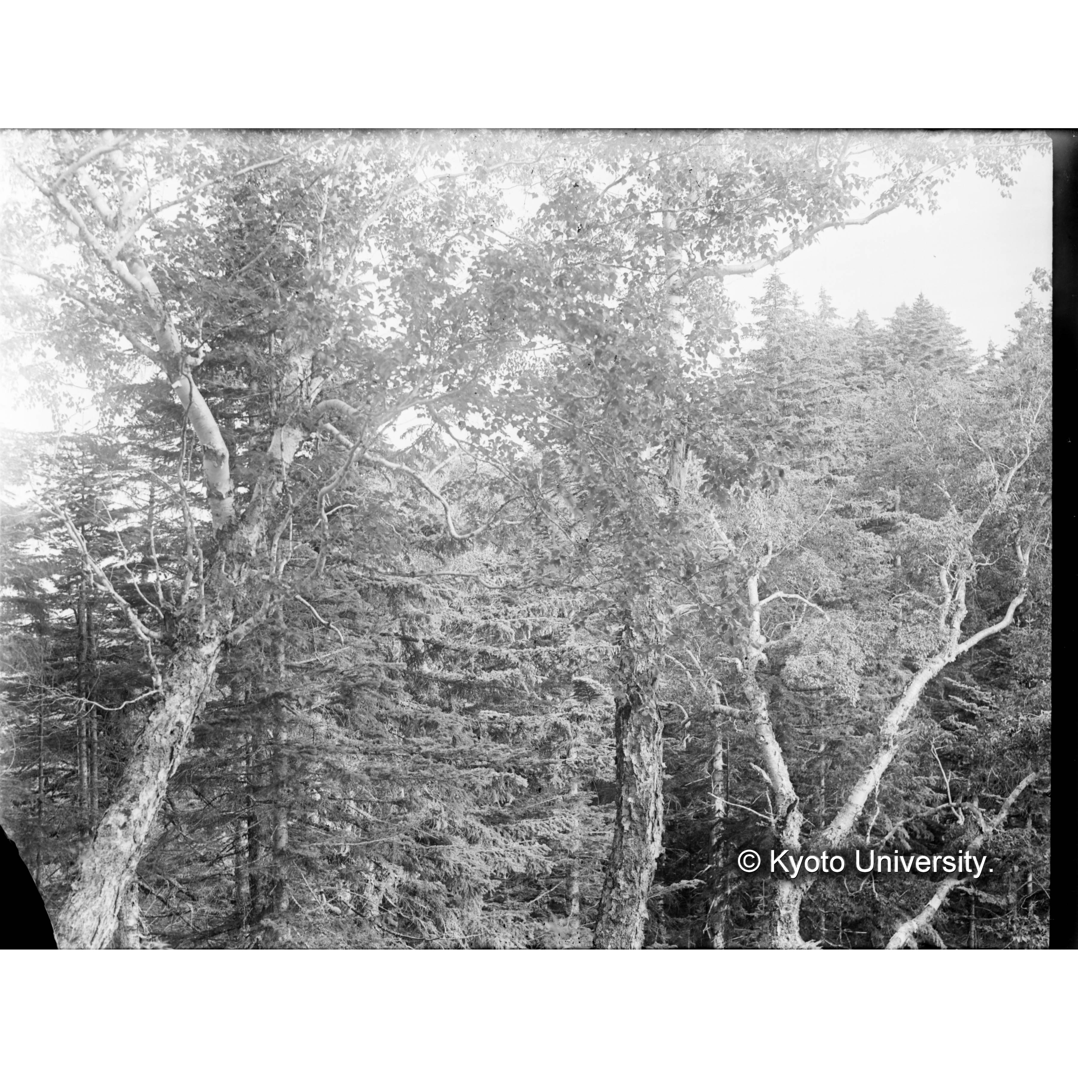 三ツ山鞍部カンバ(1.17m)林 (1)