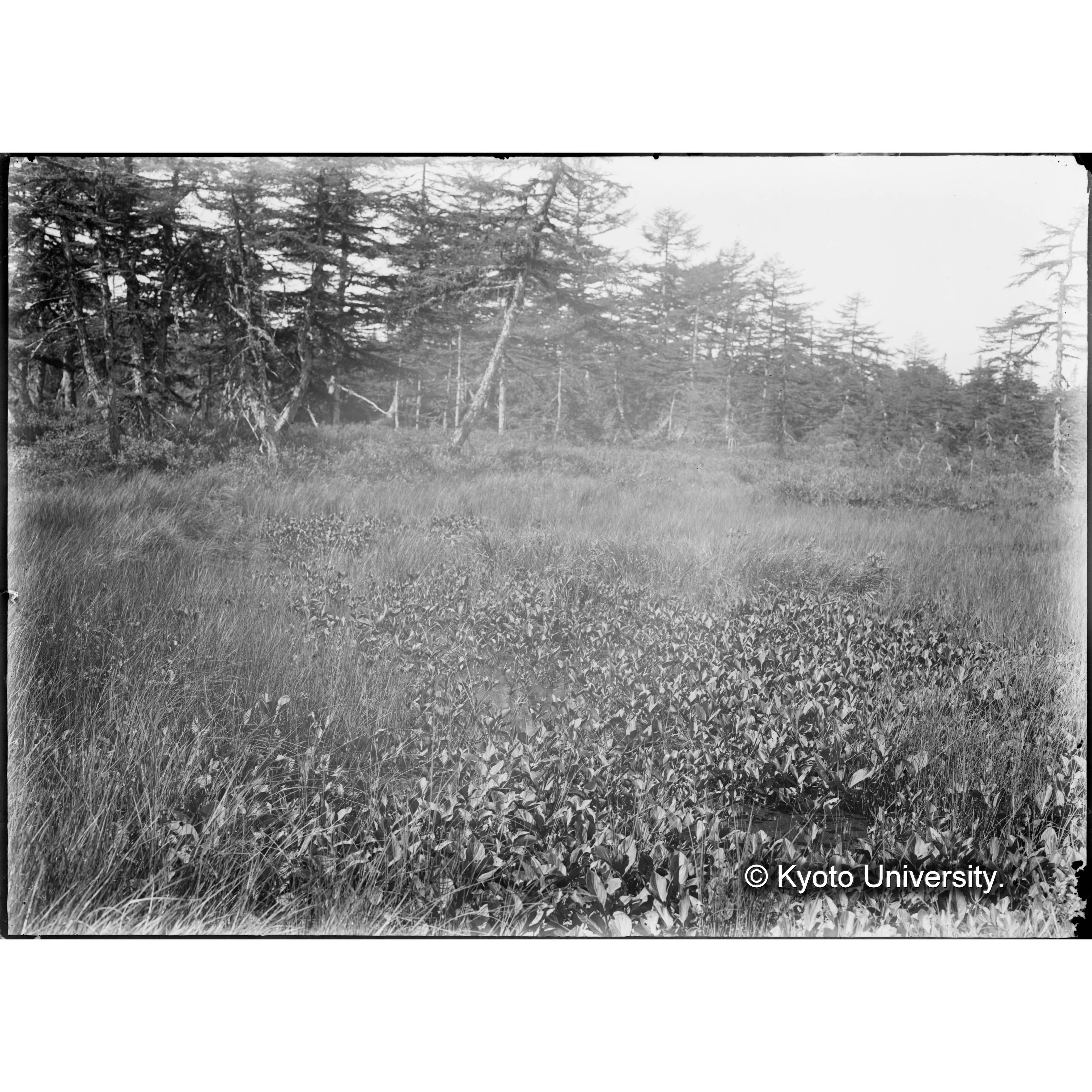 （ガラス乾板O-23） (1)