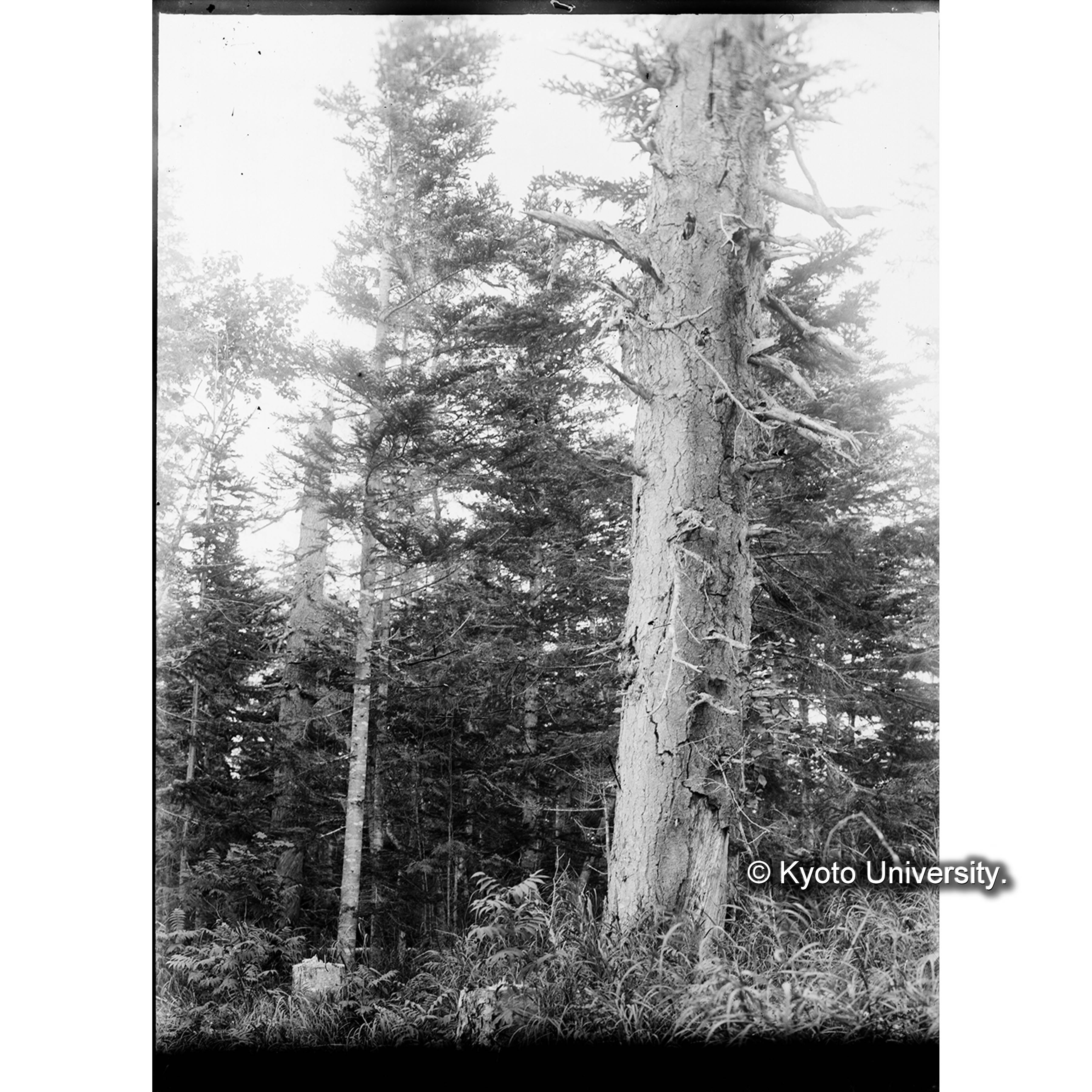 （ガラス乾板O-24） (1)