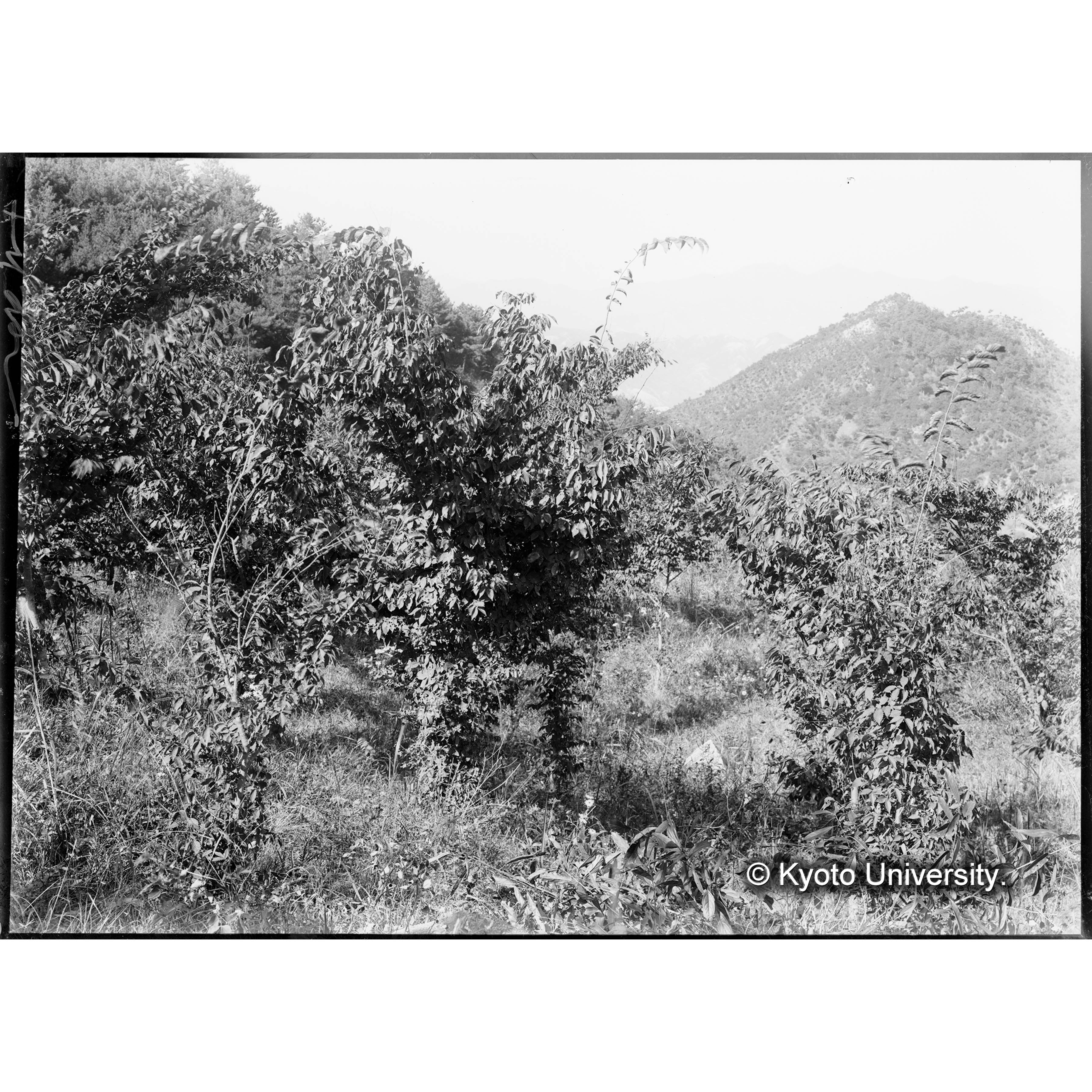 ケヤキ造林地(植栽後5年)(事業区Ⅰ林班6) (1)