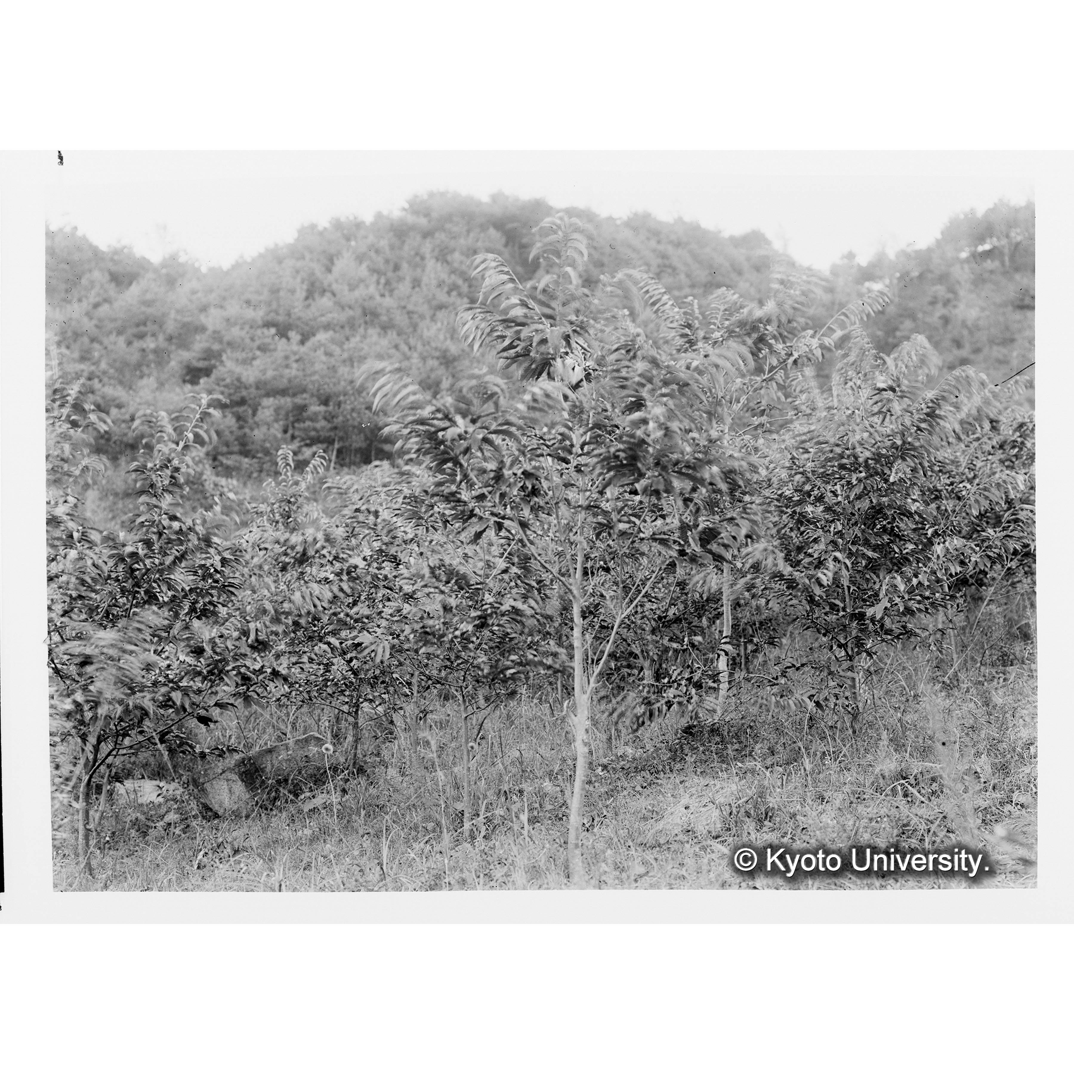 クリ造林地(植栽後7年)(事業区Ⅰ林班6) (1)