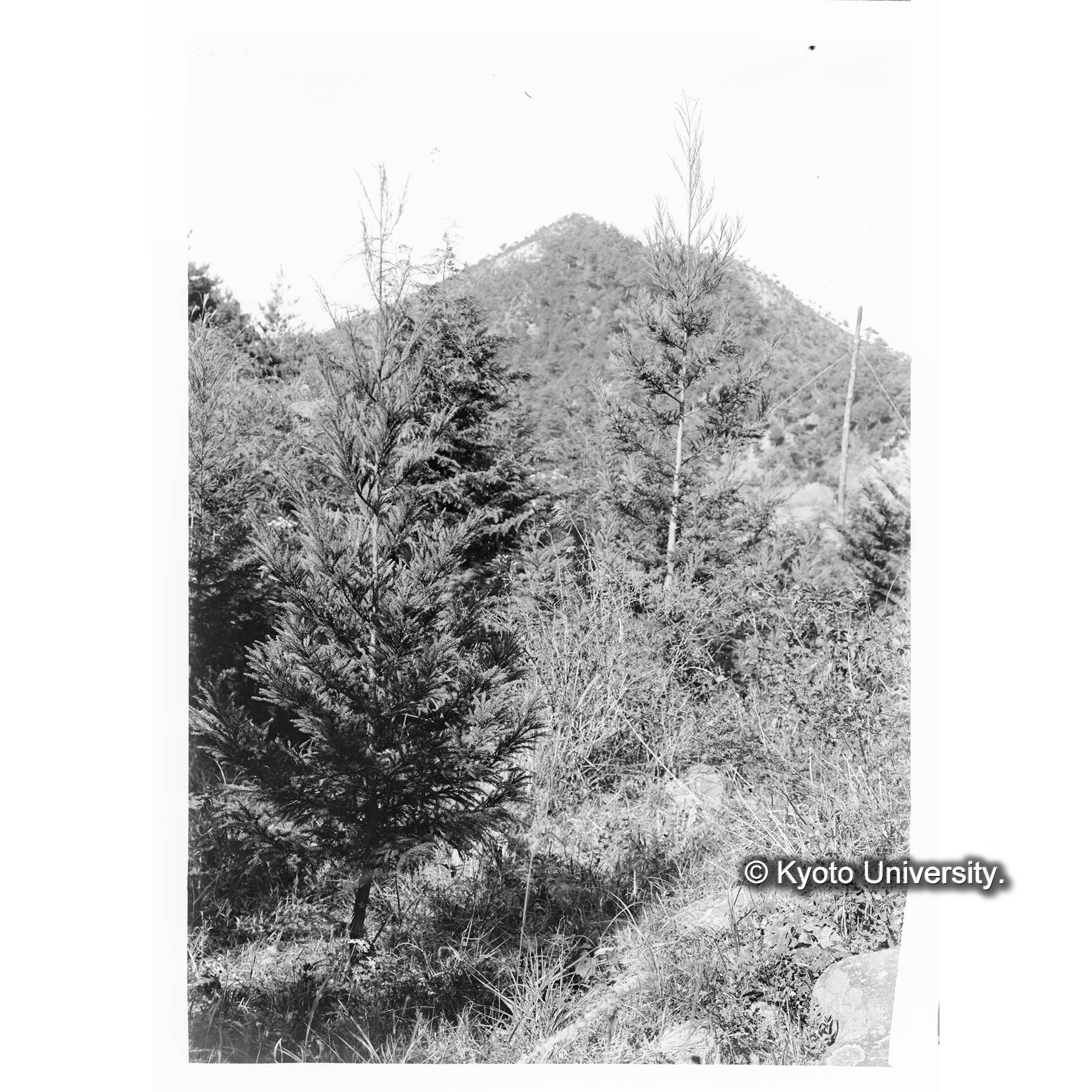 スギ造林地(植栽後7年)(事業区Ⅰ林班6) (1)