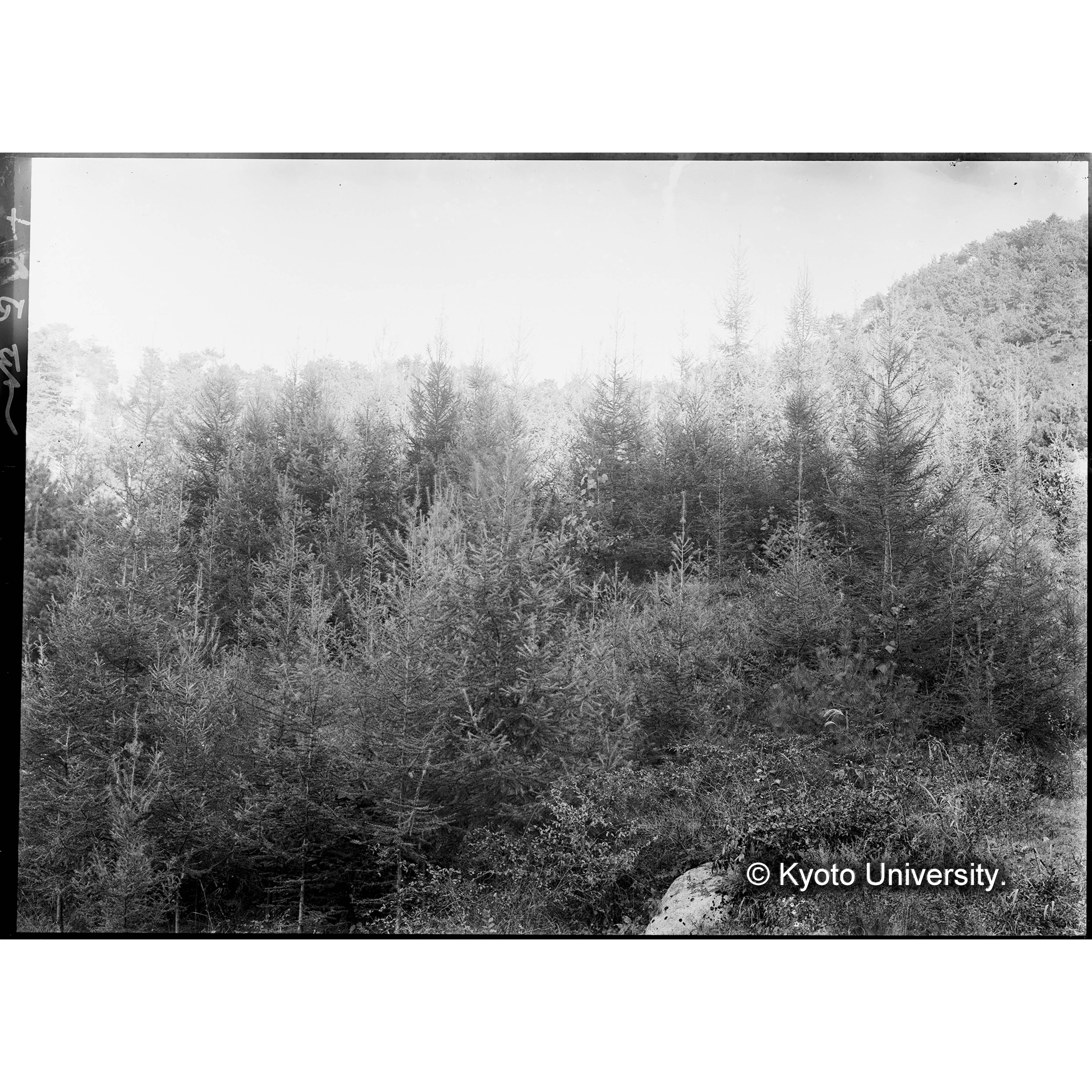 カラマツ造林地(植栽後7年)(事業区Ⅰ,林班6) (1)