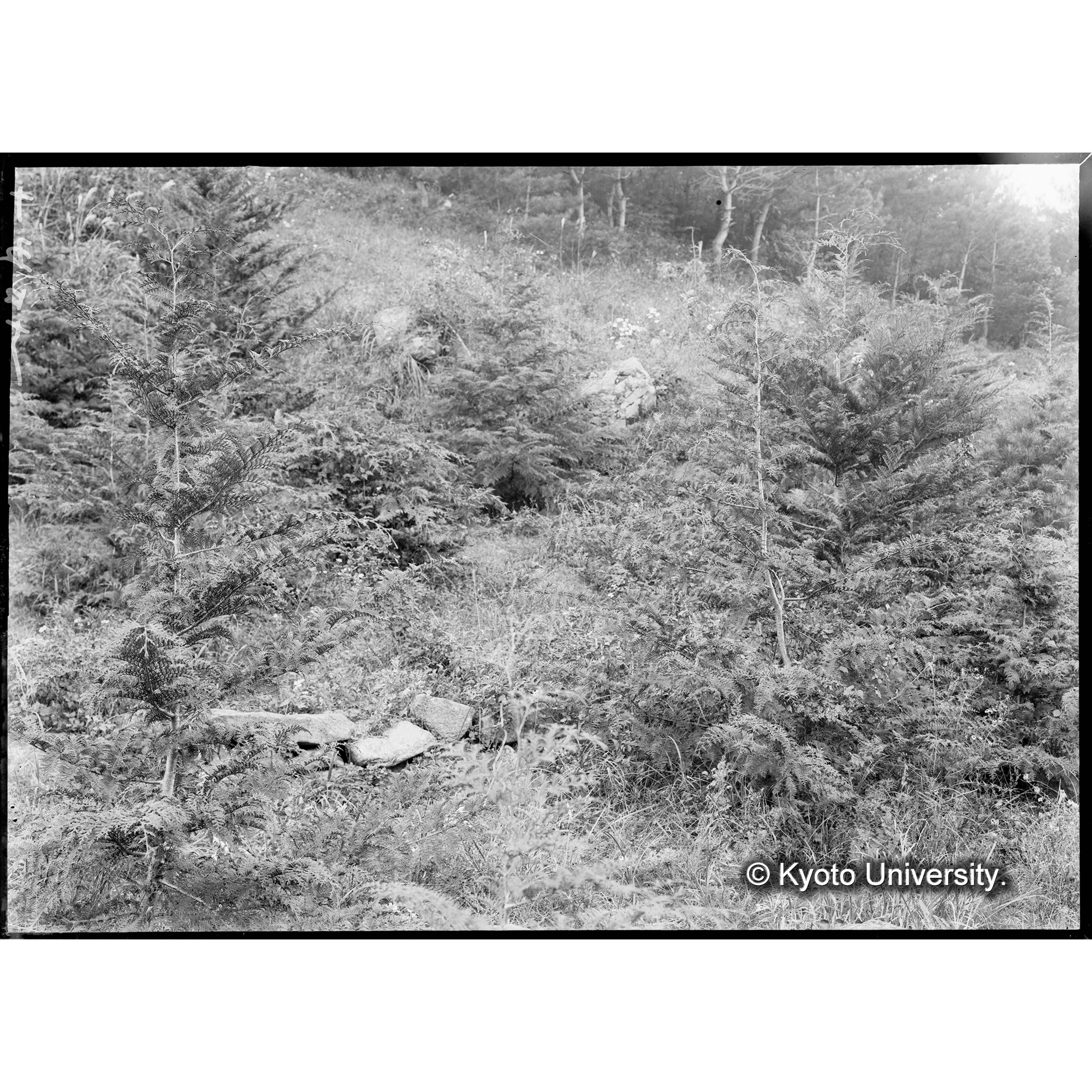 ヒノキ造林地(植栽後7年)(事業区Ⅰ,林班6) (1)