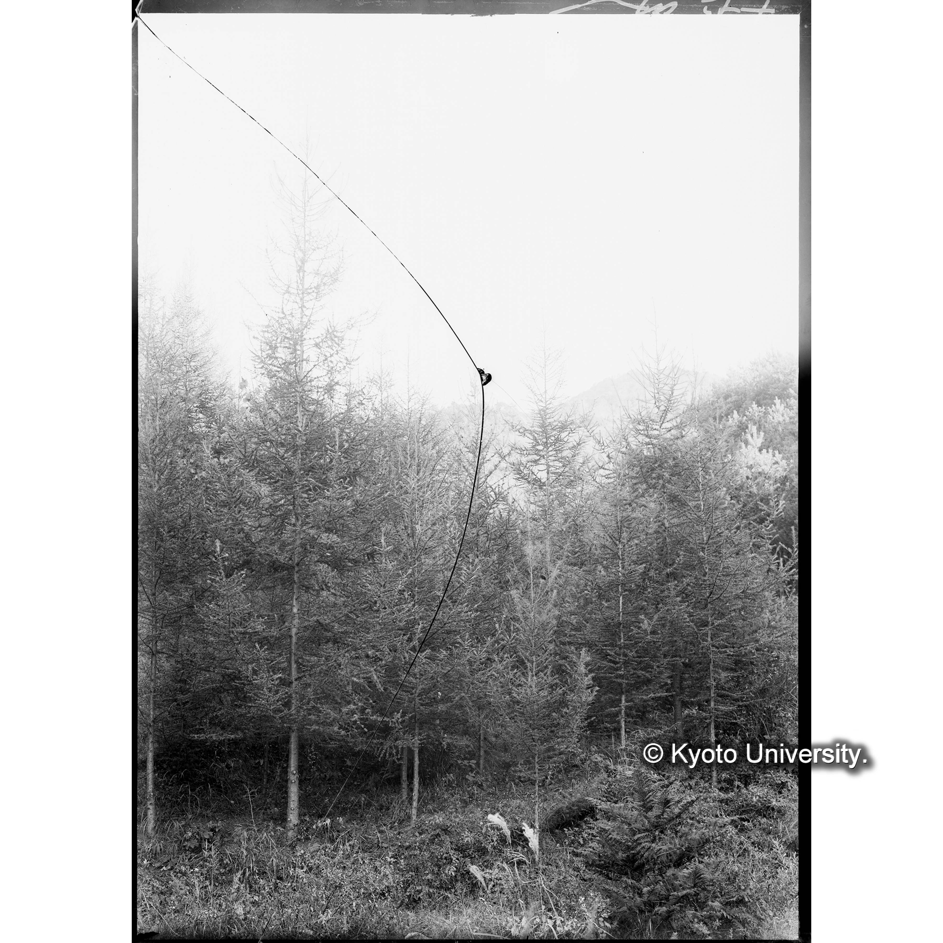 カラマツ造林地(植栽後7年)(事業区Ⅰ,林班6) (1)