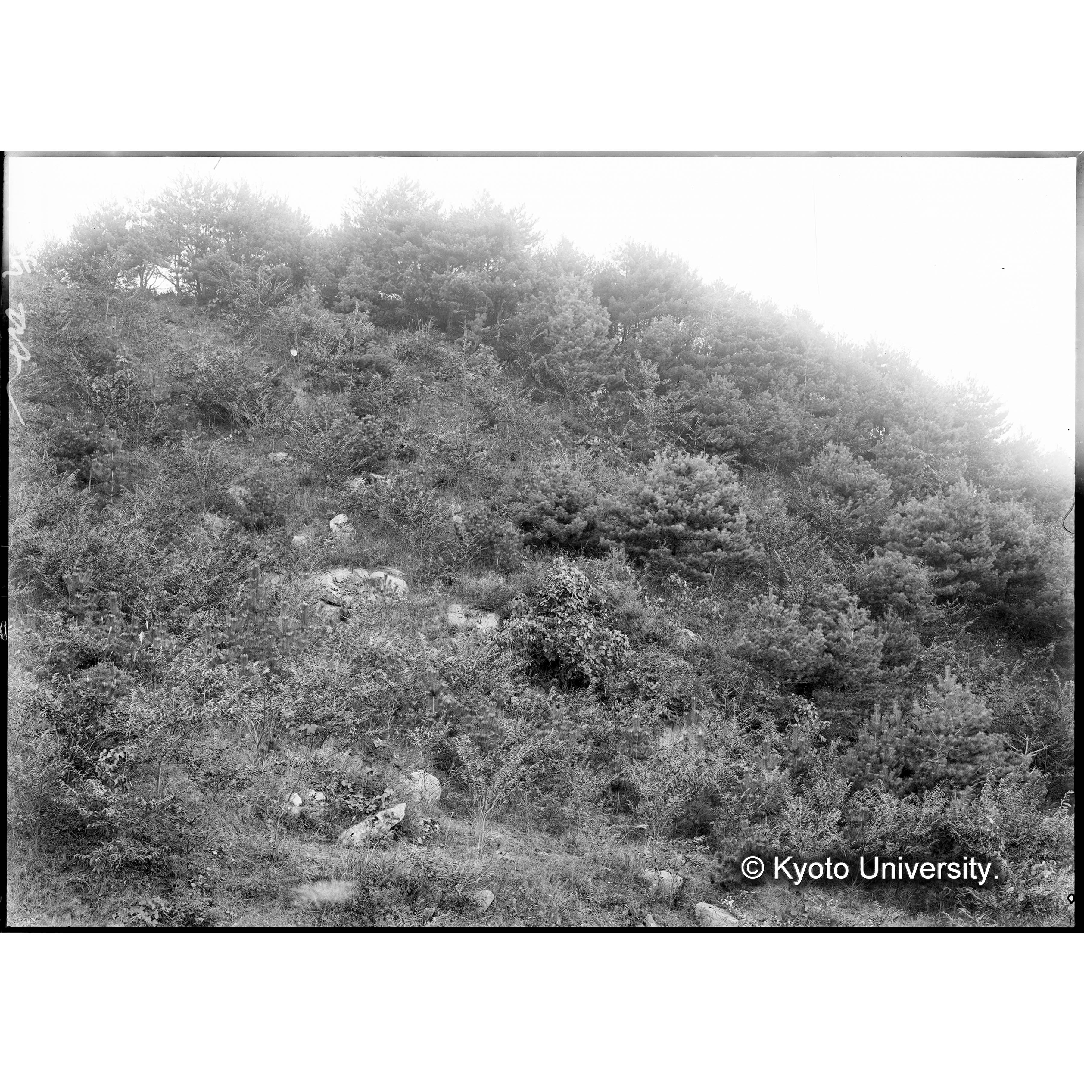 クロマツ,クリ造林地(植栽後5年)(事業区Ⅰ,林班6) (1)