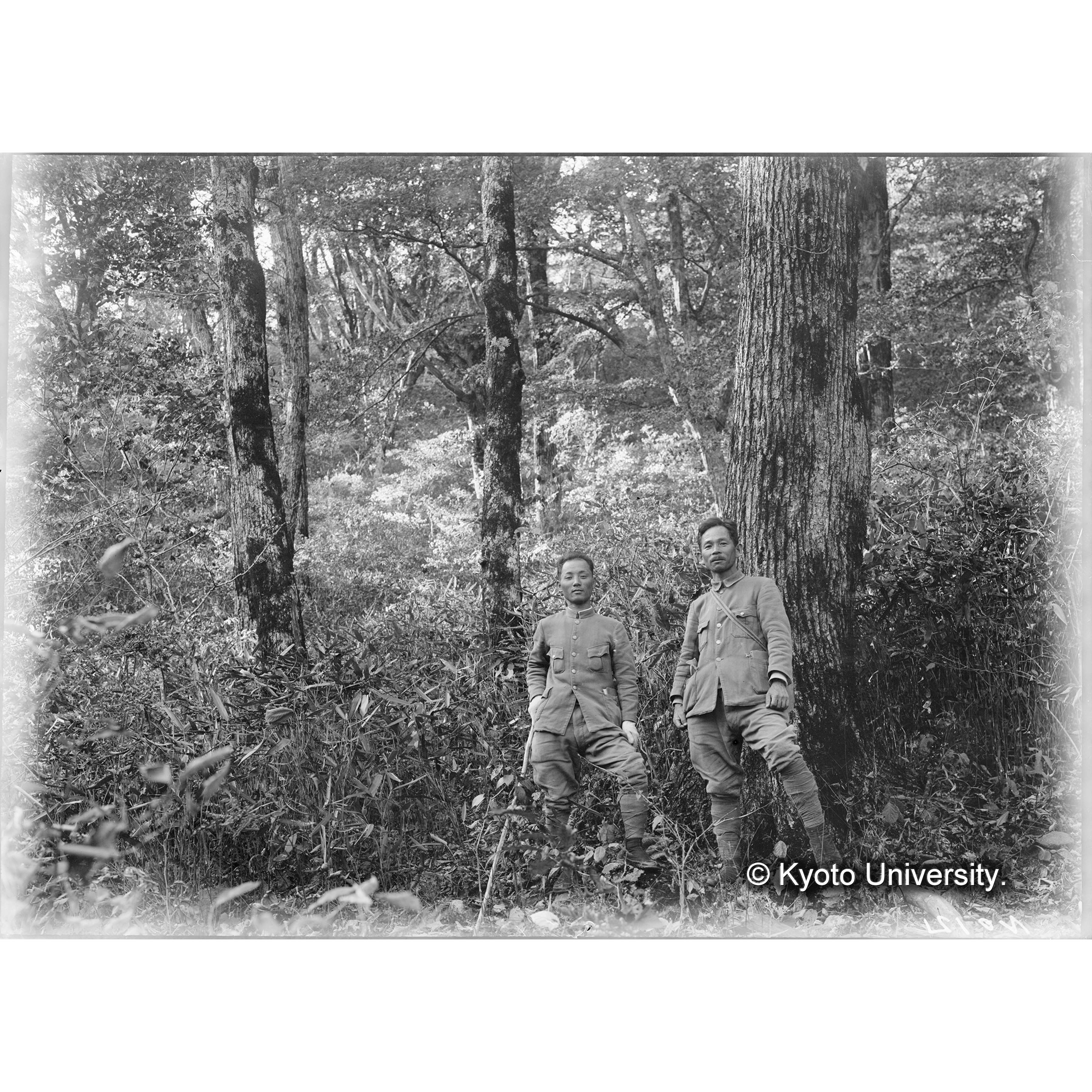 Ⅲ事業区8林班 濶葉樹林の林相(海抜1220m) (1)