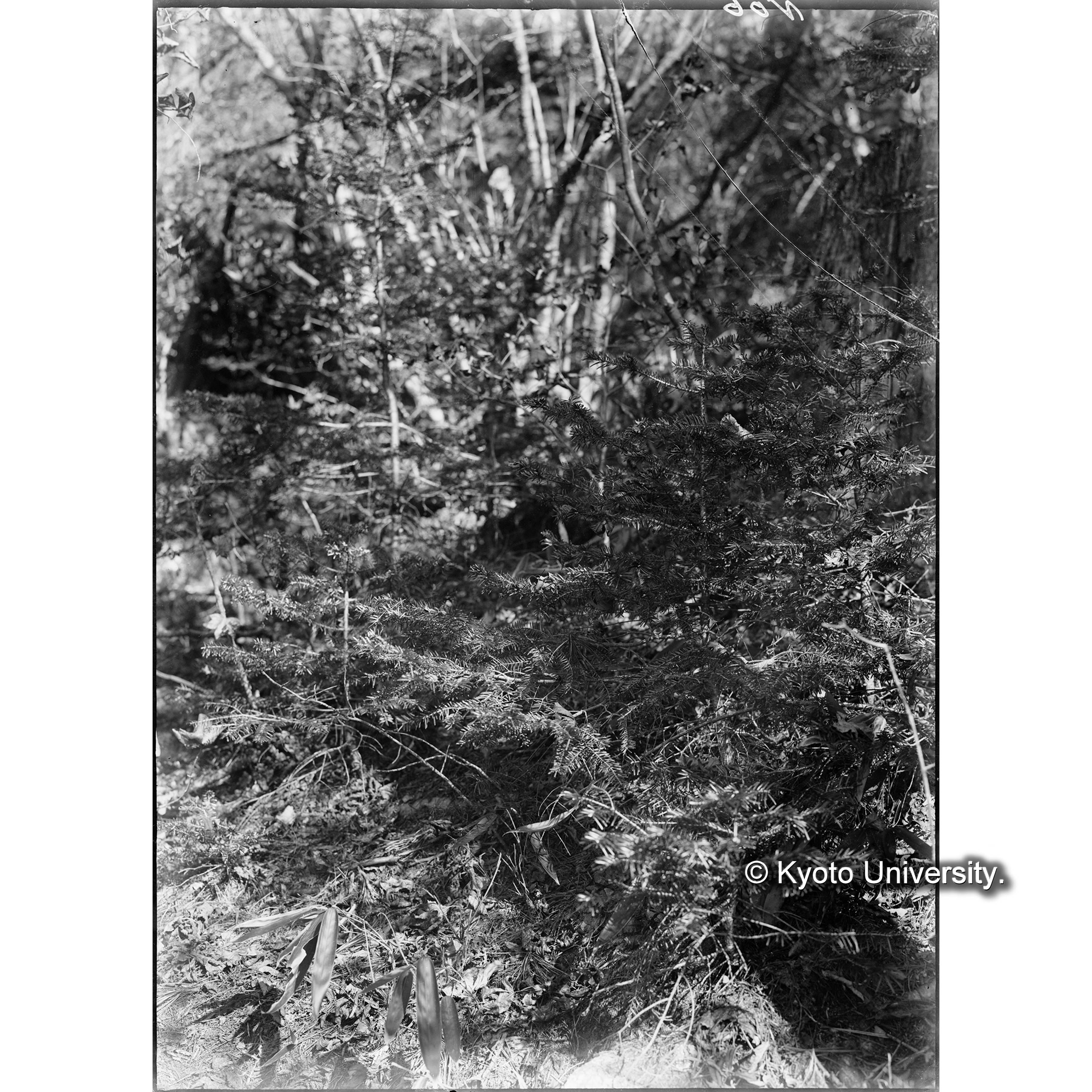 Ⅲ事業区8林班 針濶混交林中に生育せる針葉樹稚樹(海抜1320m) (1)