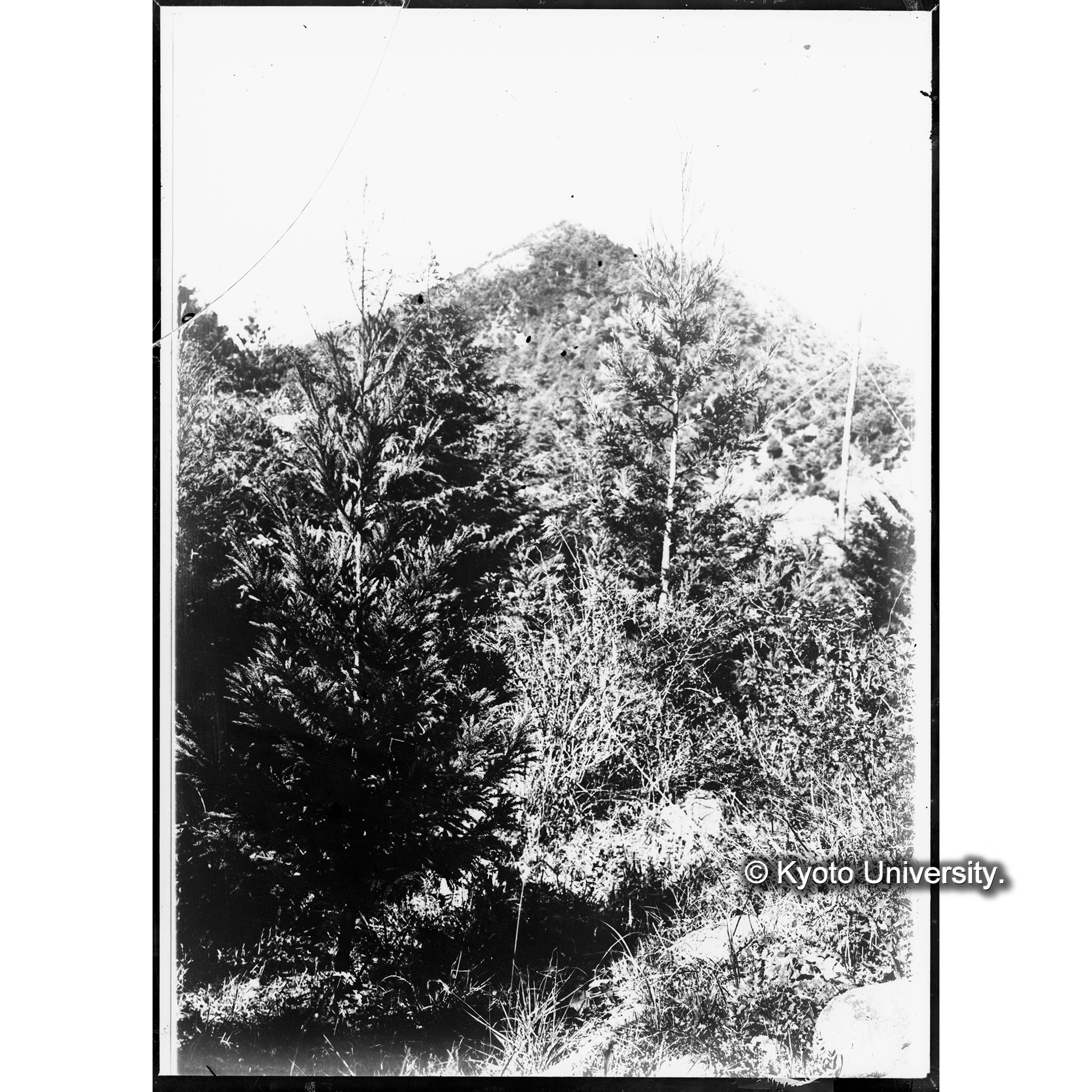 スギ造林地(植栽後7年)(事業区Ⅰ林班6) (1)