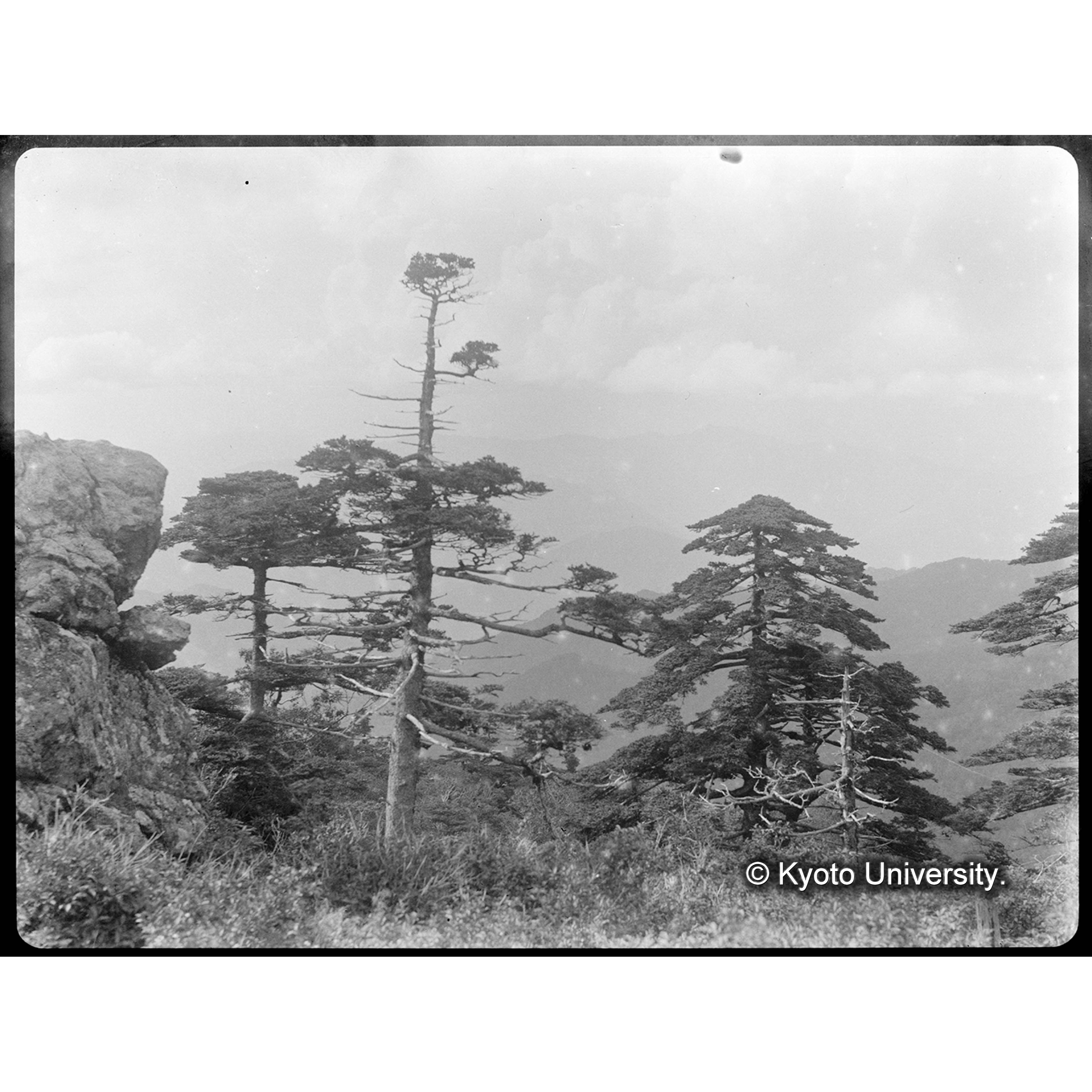 チャンドル付近稜線上に立つサイシュウモミの樹形 (1)