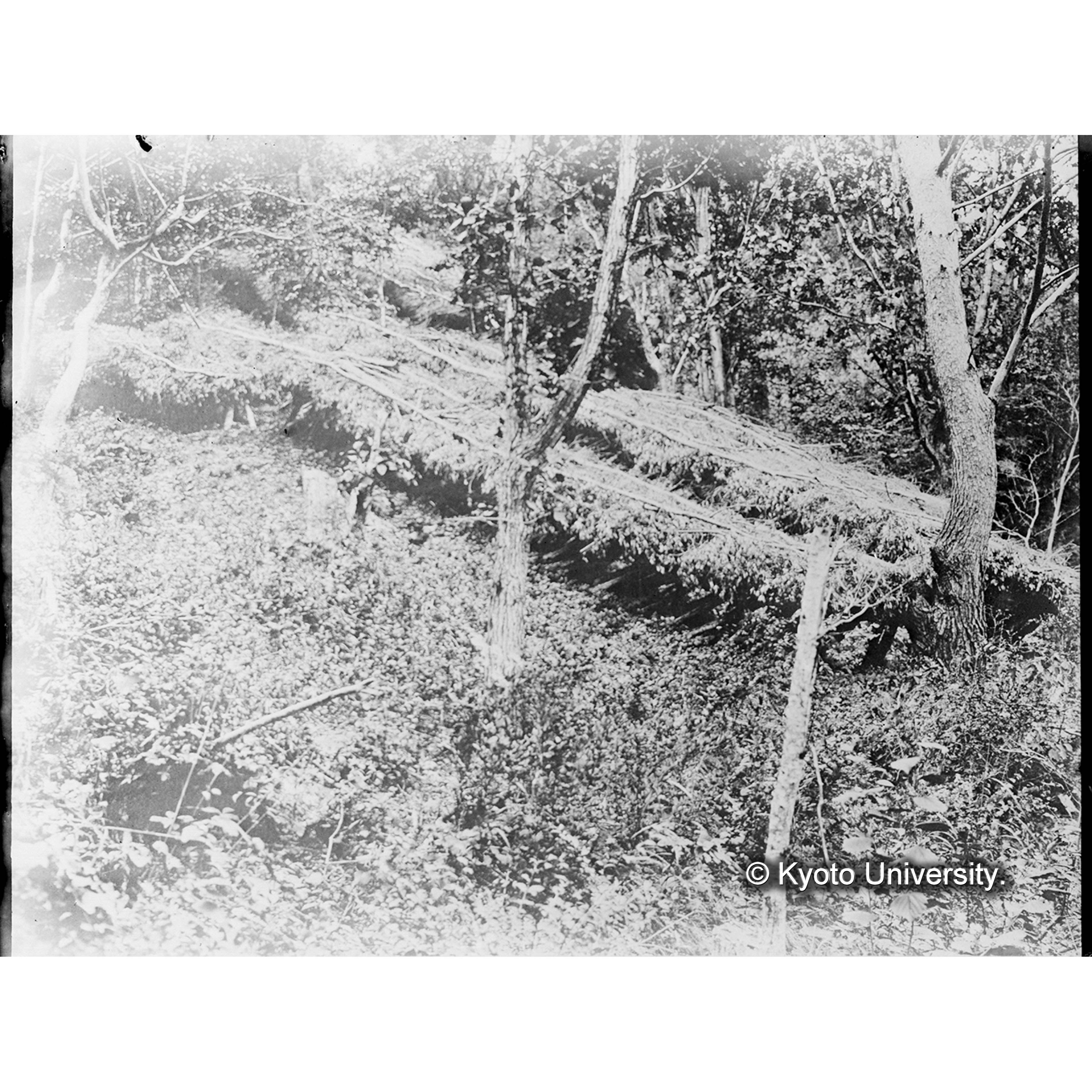 椎茸榾木寝込(事業区Ⅲ林班10) (1)