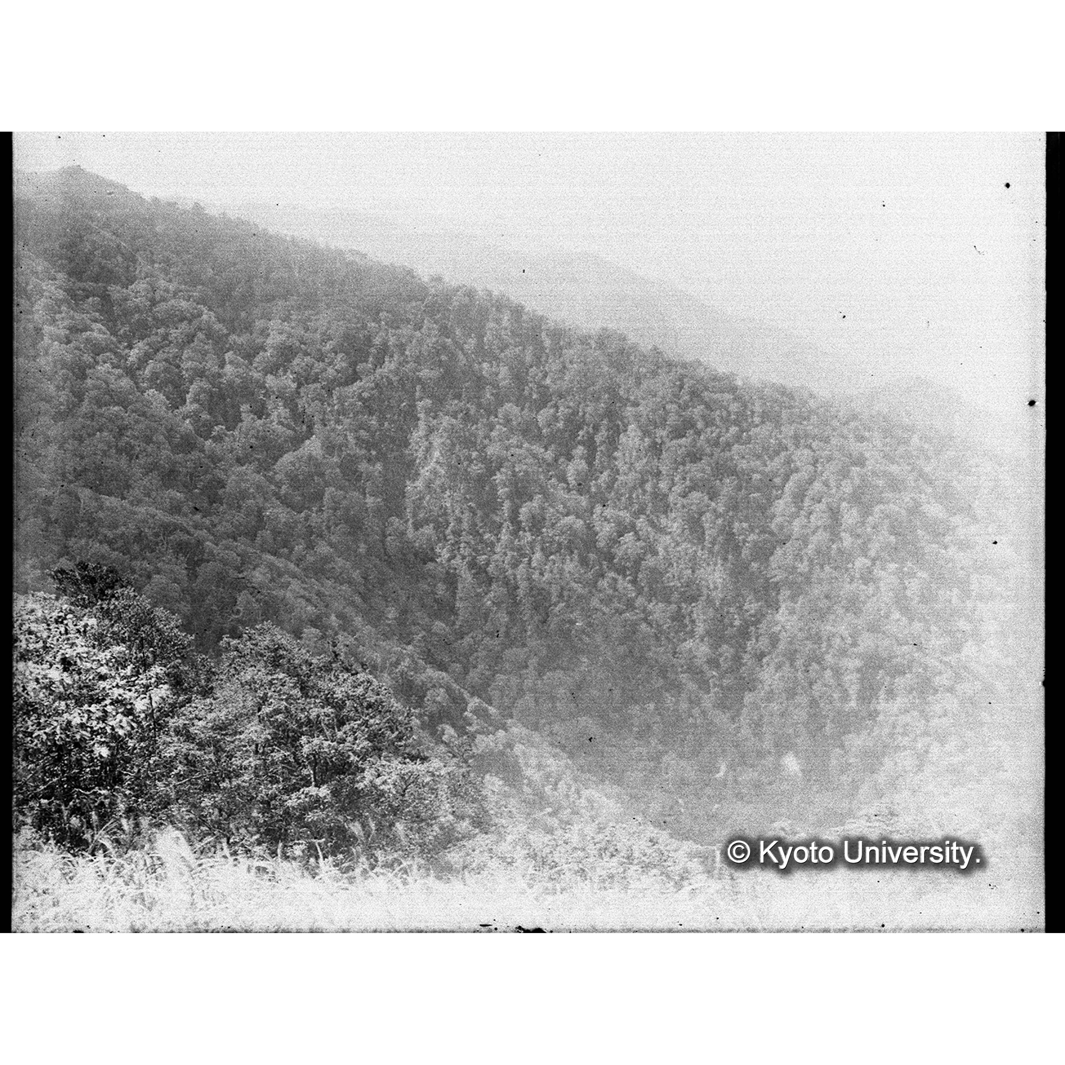 二股本谷の林相（和歌山演習林） (1)