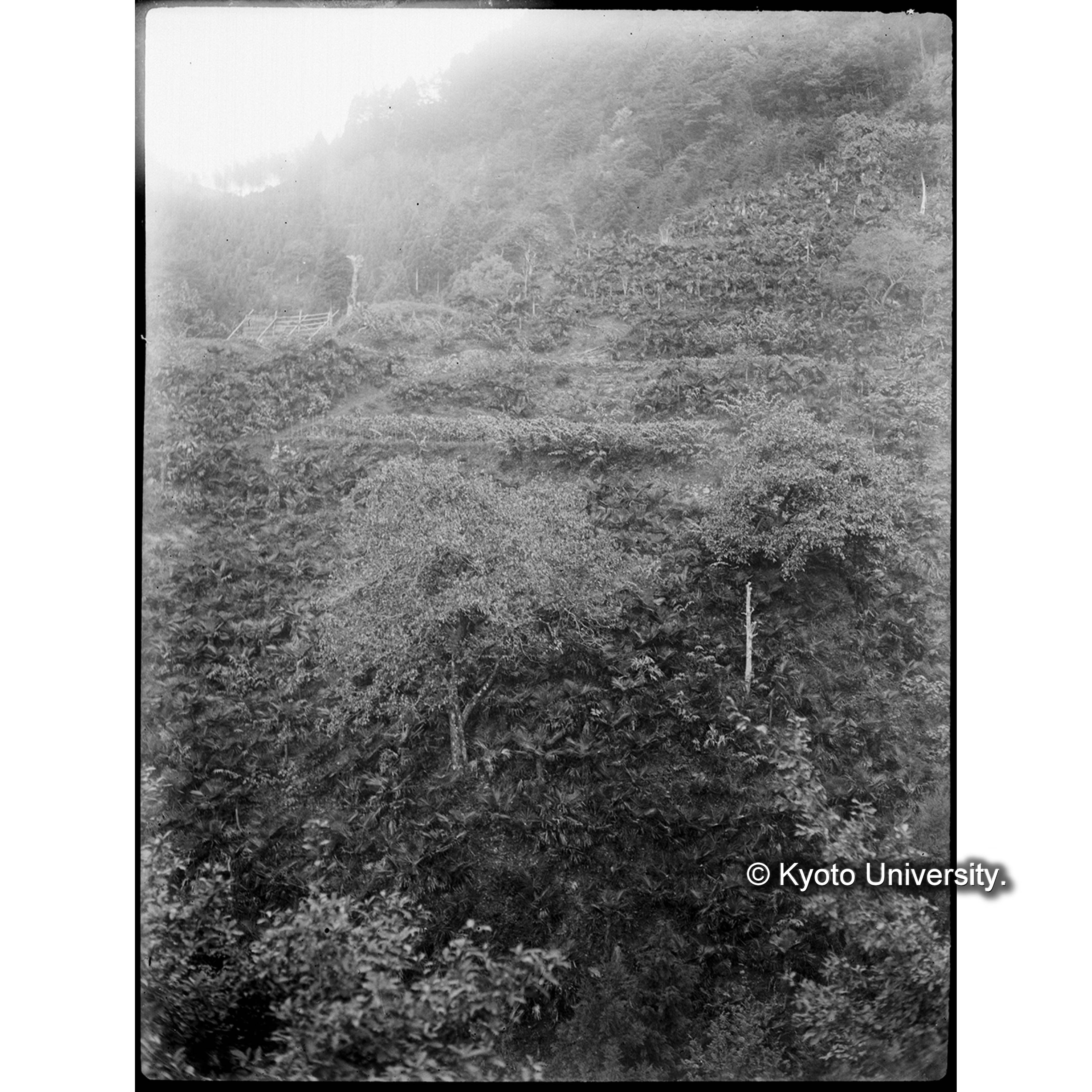 （ガラス乾板T-01 和歌山） (1)