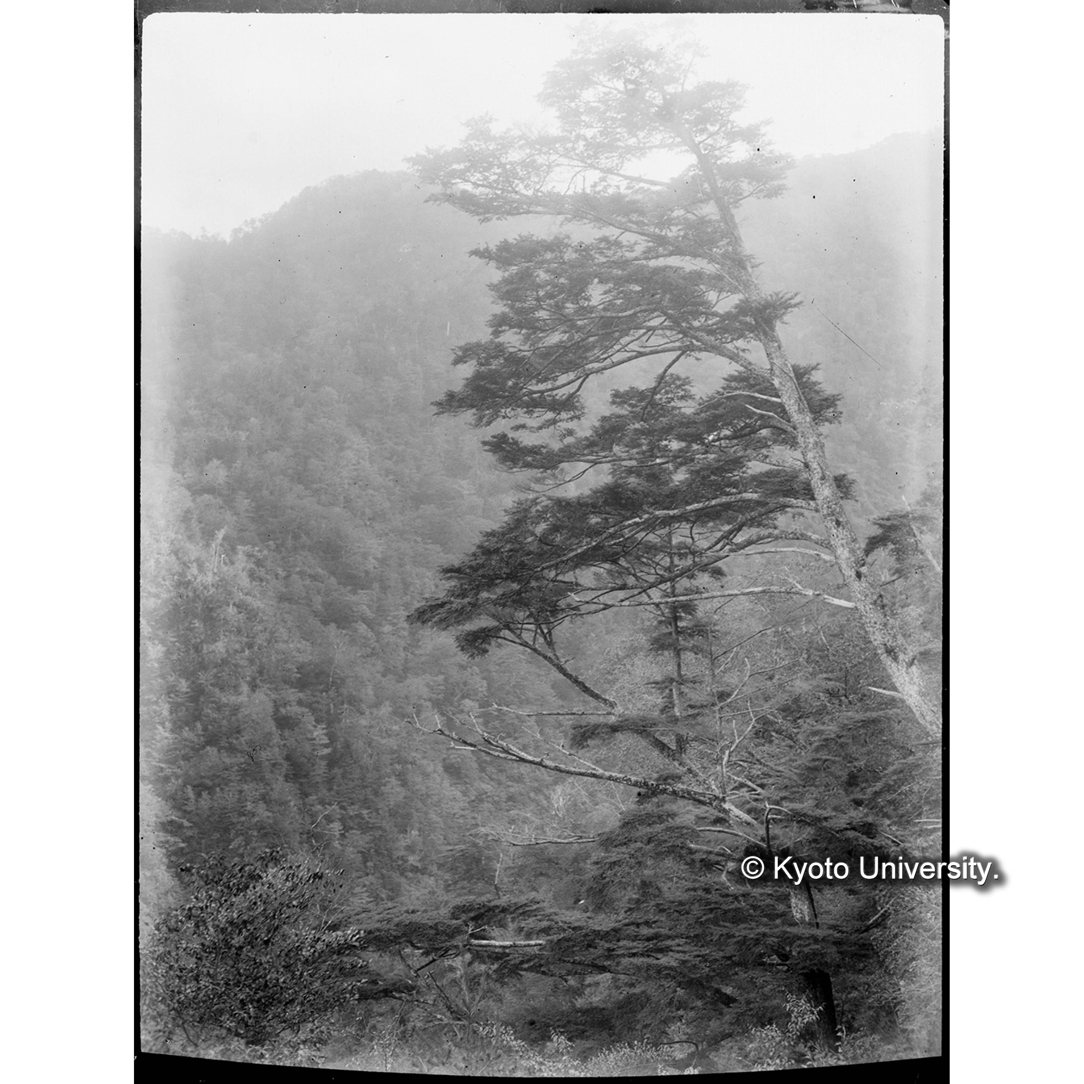 （ガラス乾板T-03） (1)