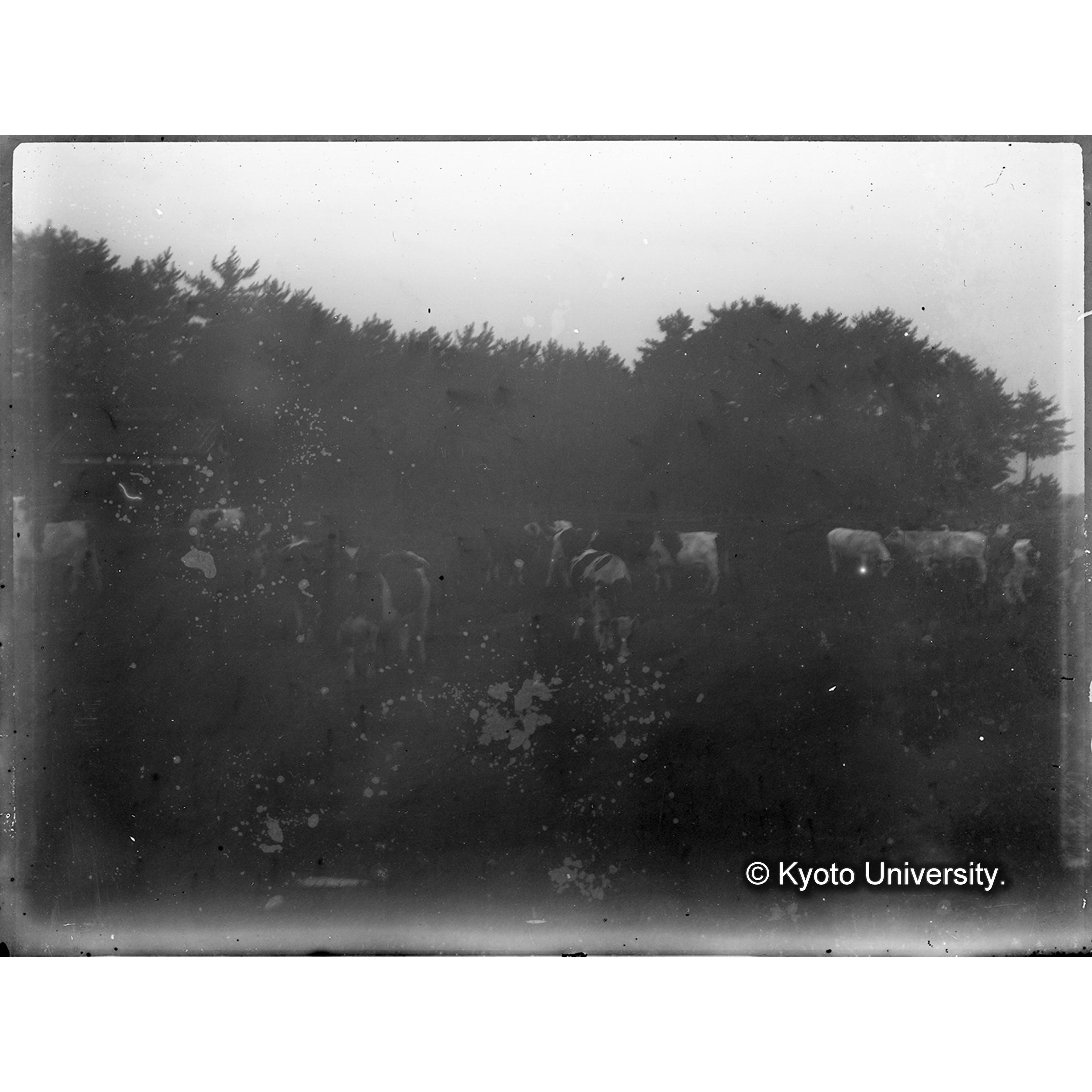 （ガラス乾板T-04） (1)