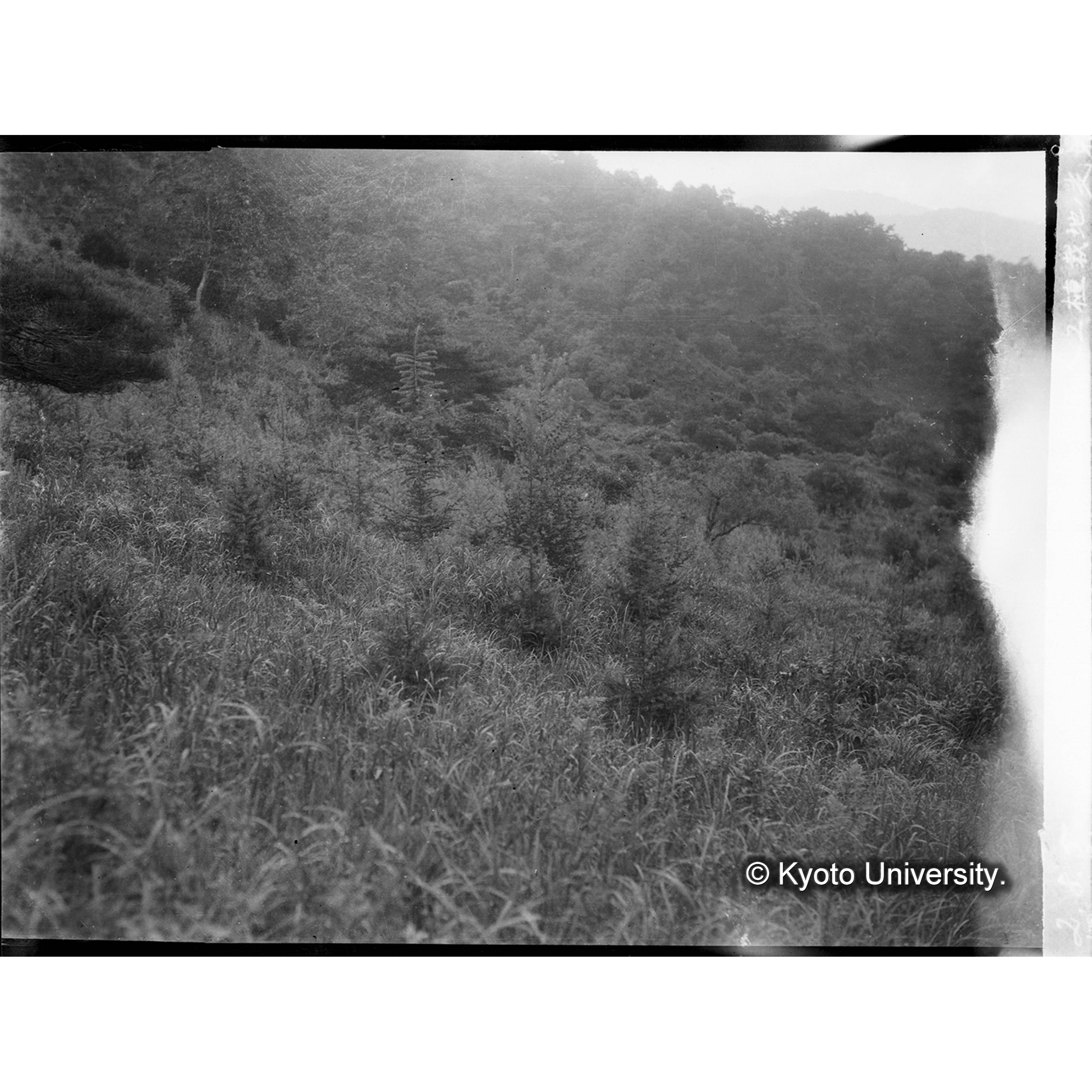 休川面月坪里落葉松人工植栽地の光景(大正13年度植栽) (1)