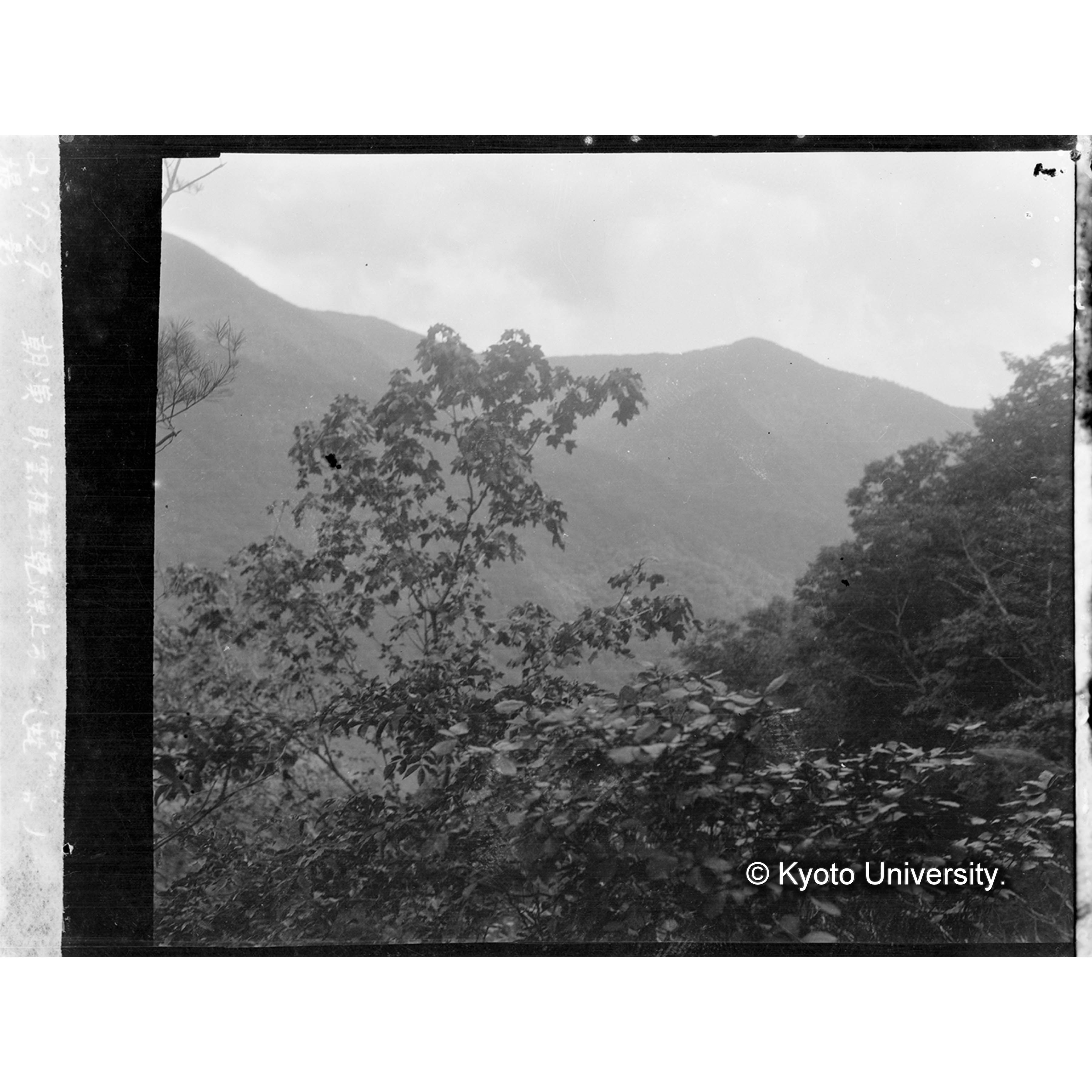 臥雲椎茸乾燥上方に(ピヤム虫宅) (1)