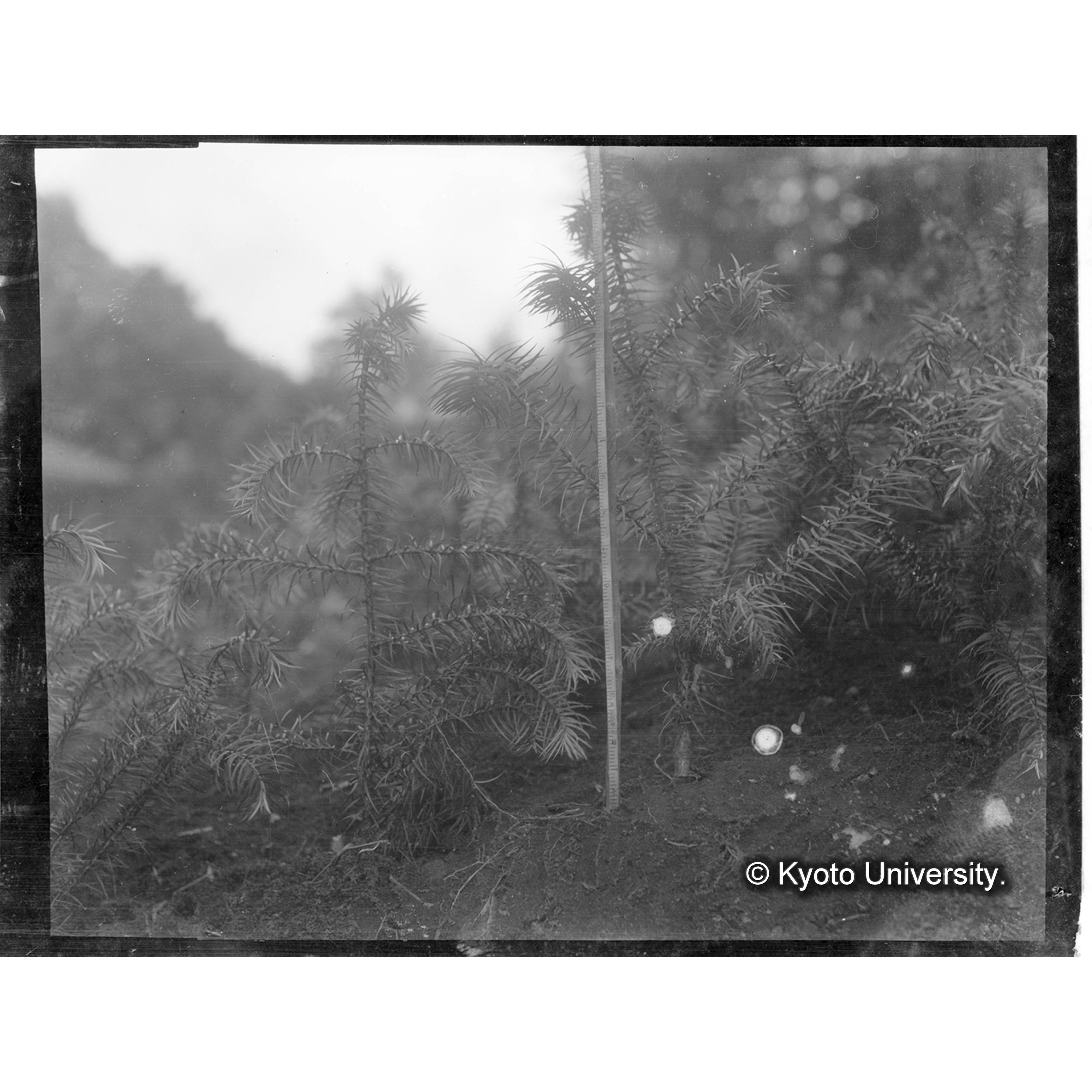 和歌山　香杉２年生 (1)