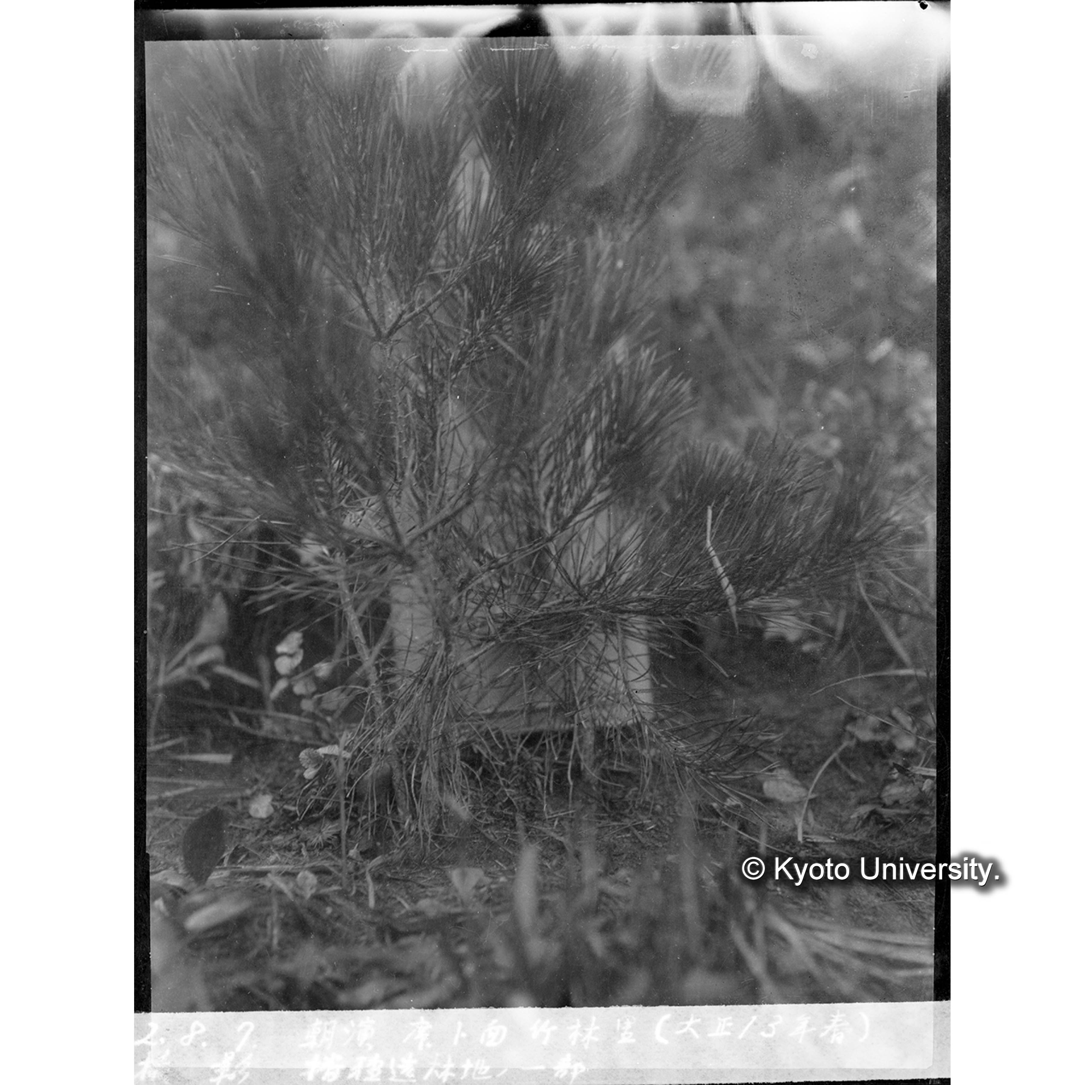 席と面竹林里(大正13春)播種造林地の一部 (1)