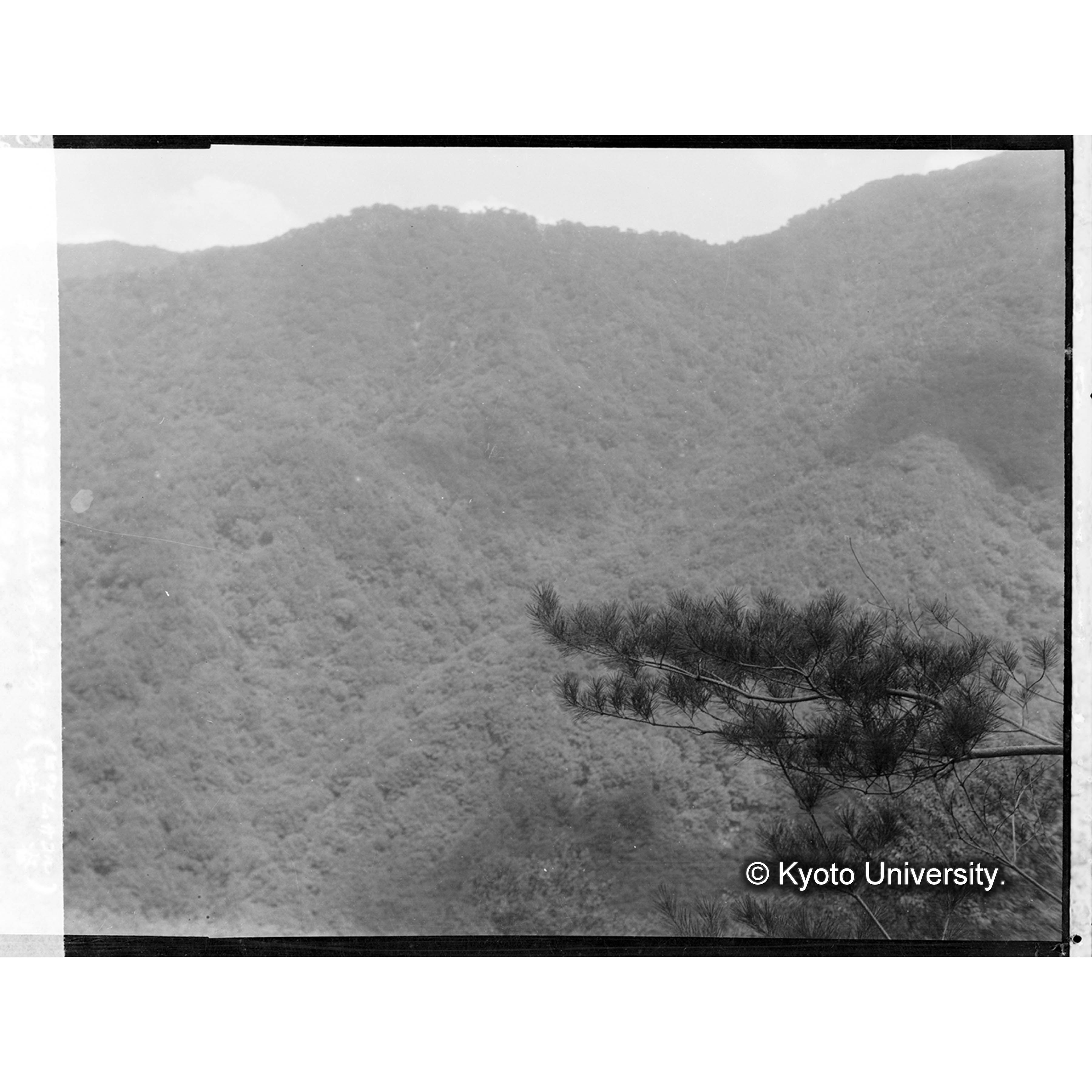 臥雲椎茸寝込場の上方よりに(ピヤムサコル虫宅谷)の濶葉樹帯を望む (1)