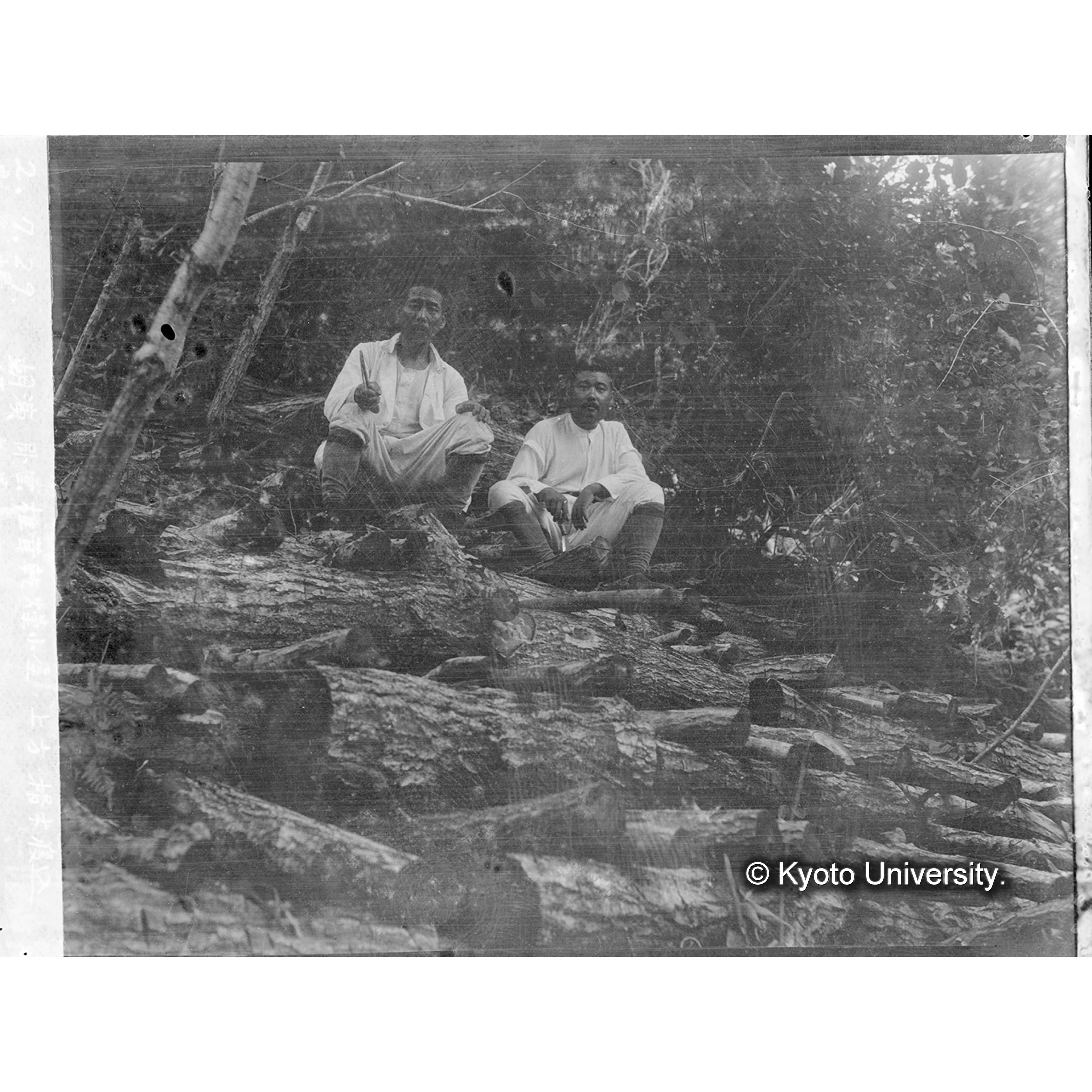 臥雲椎茸乾燥小屋の上方榾木寝込場の光景 (1)