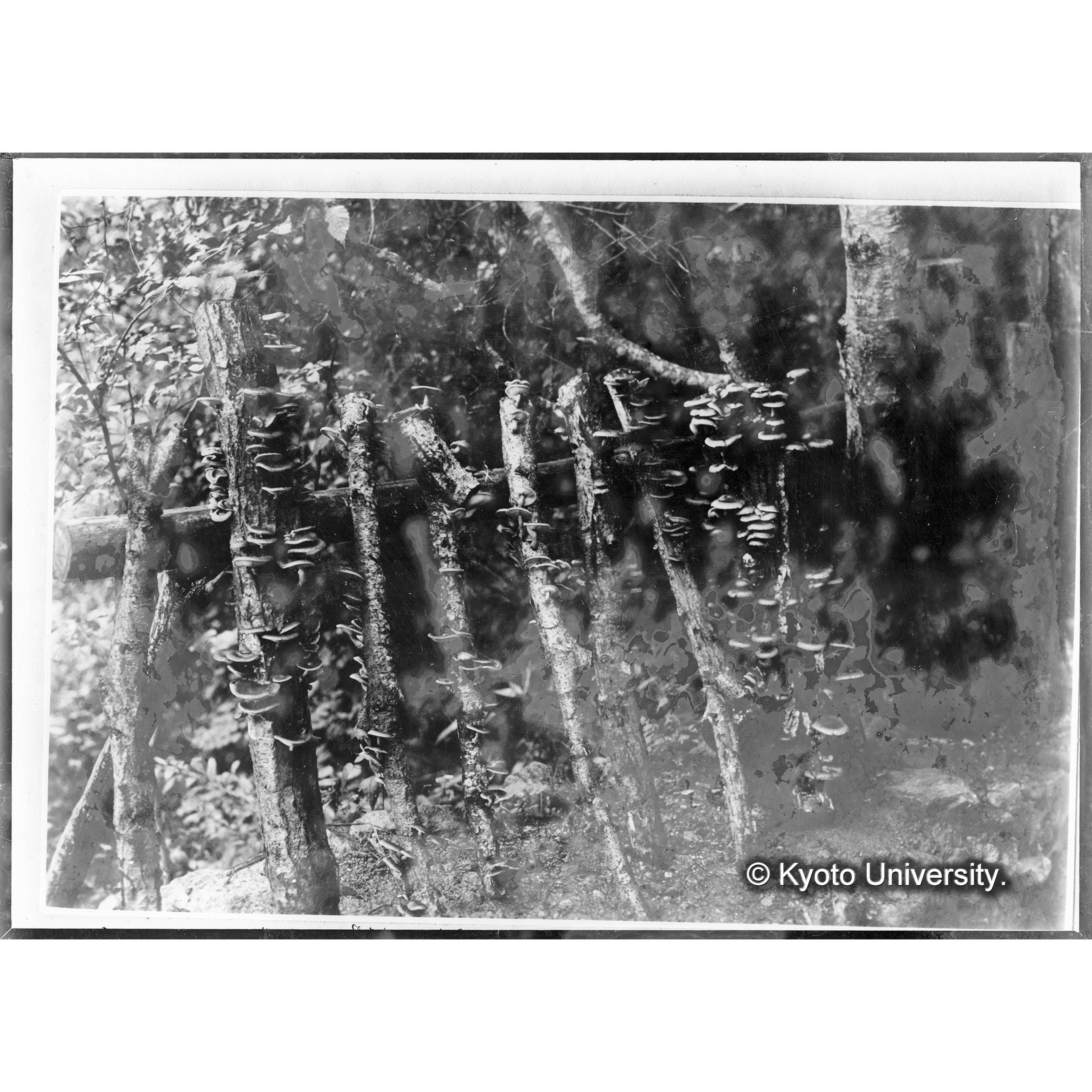 （ガラス乾板雑1-01） (1)