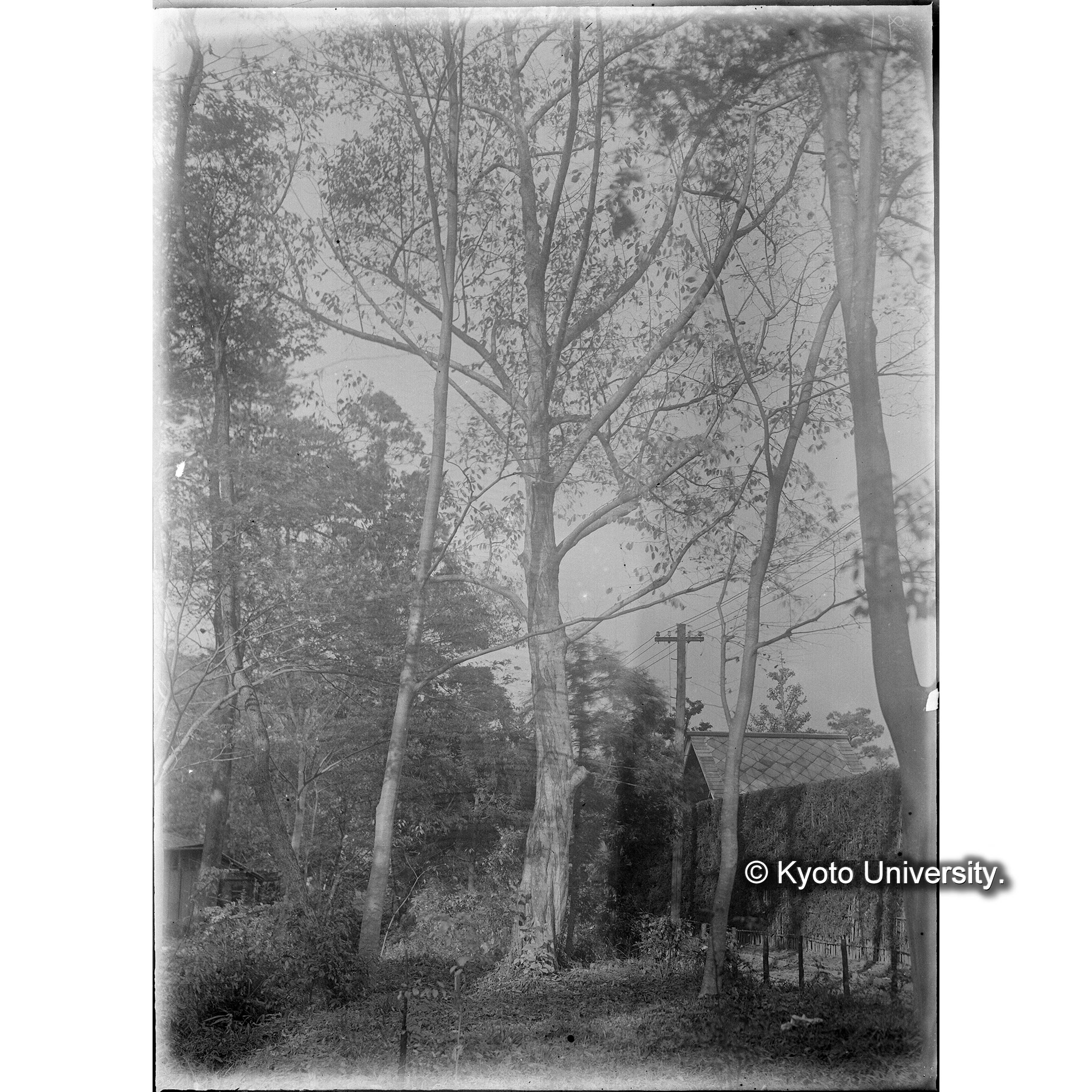 （ガラス乾板雑1-05） (1)