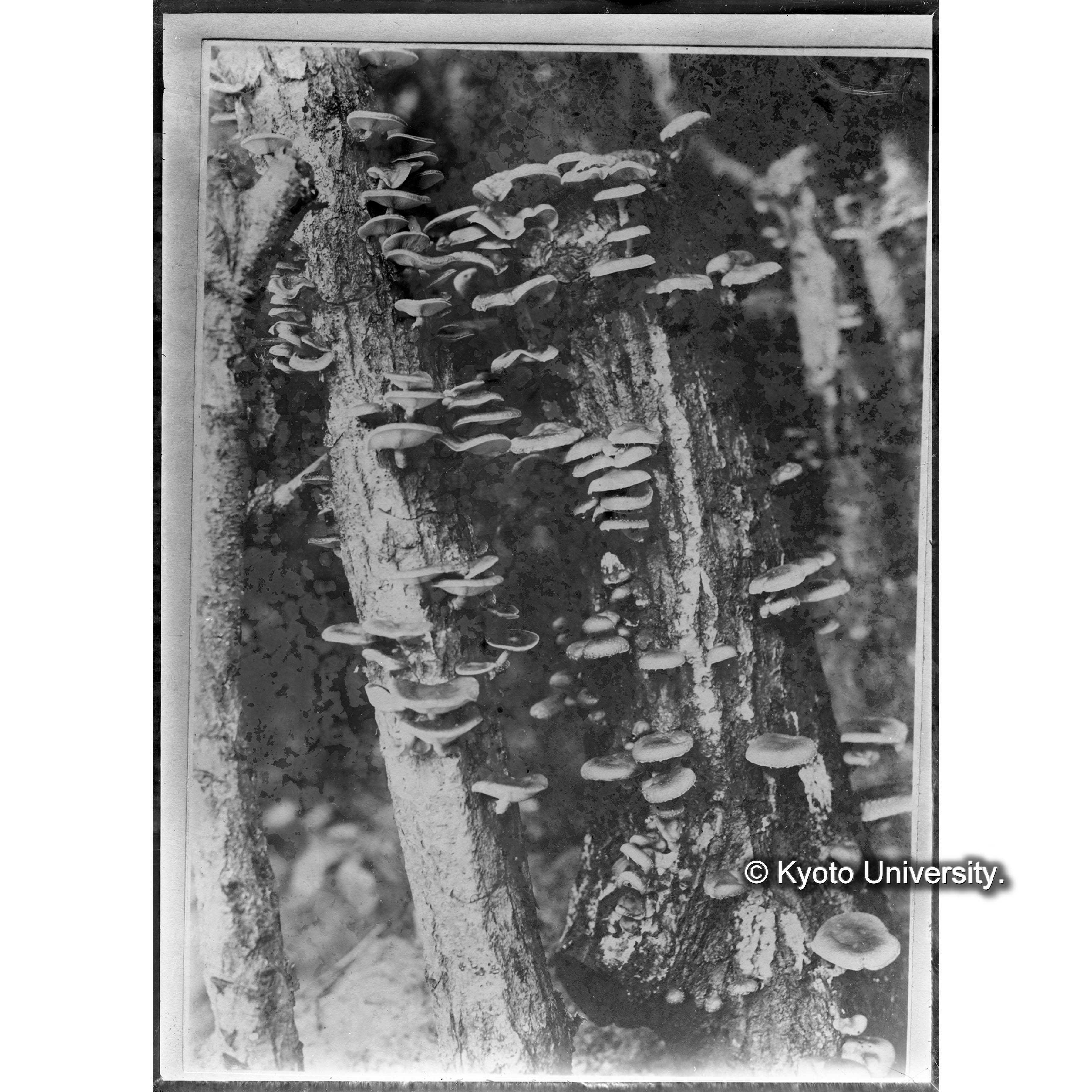 （ガラス乾板雑1-06） (1)