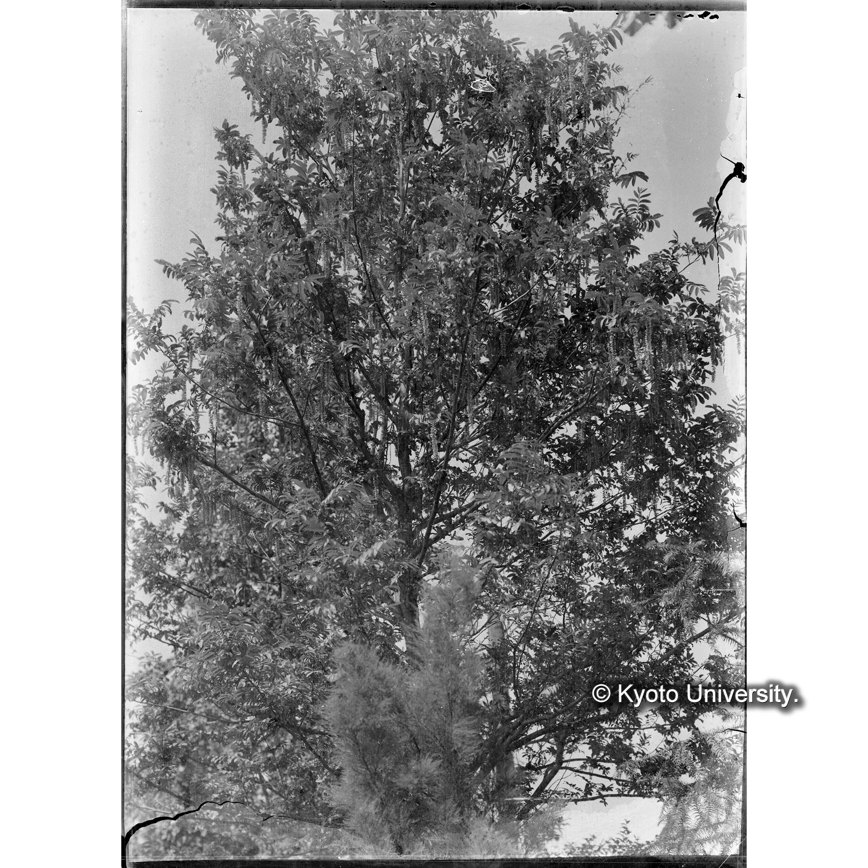 （ガラス乾板雑1-08） (1)