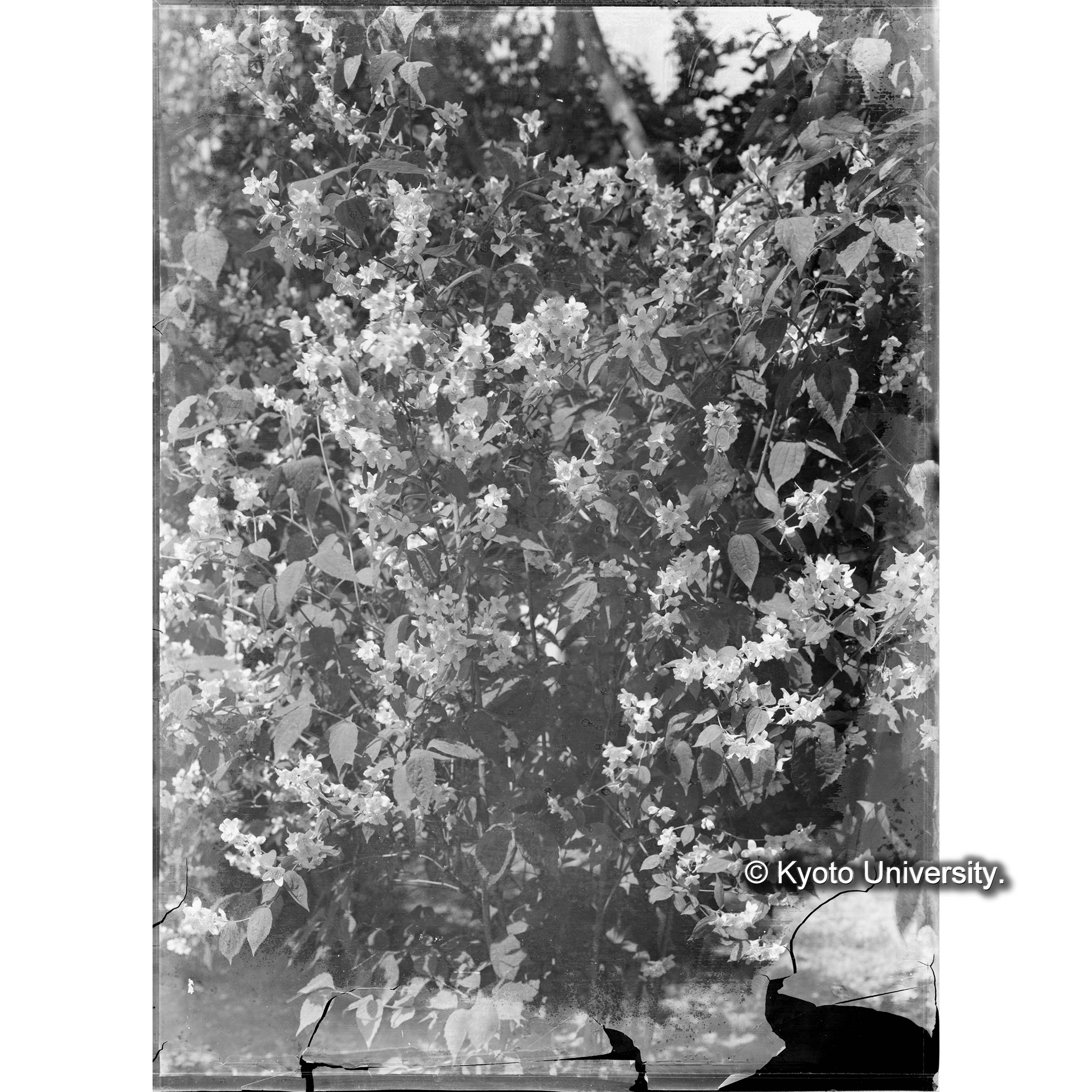 （ガラス乾板雑1-09） (1)